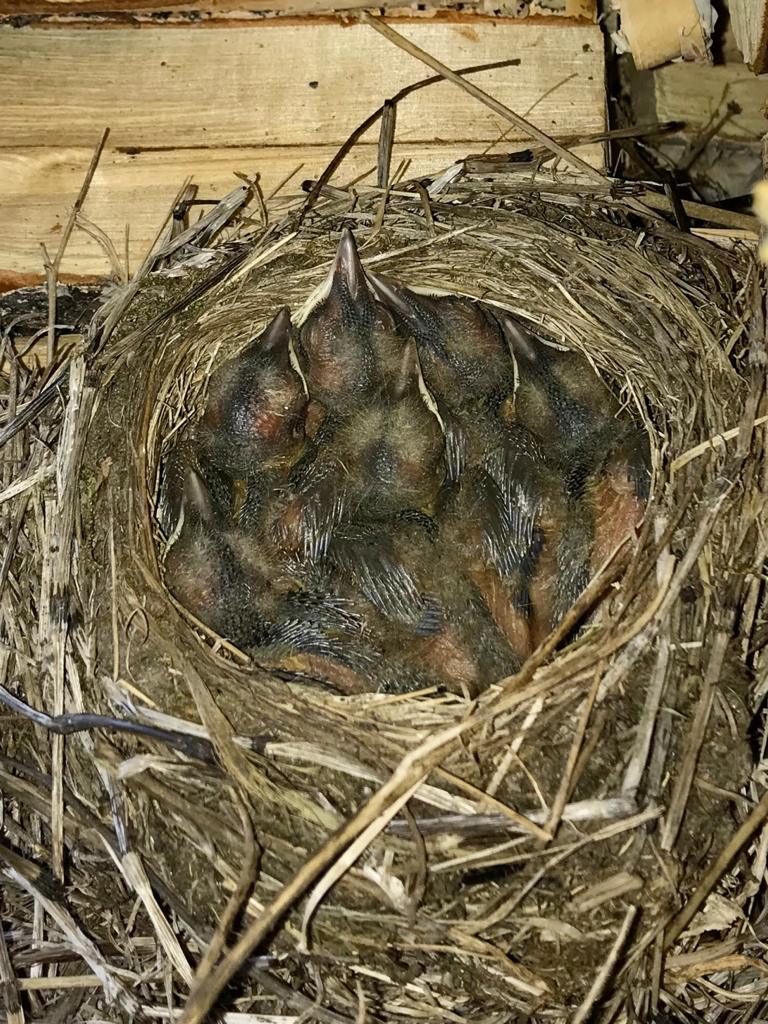 Valokuvaaja: Arja Immonen