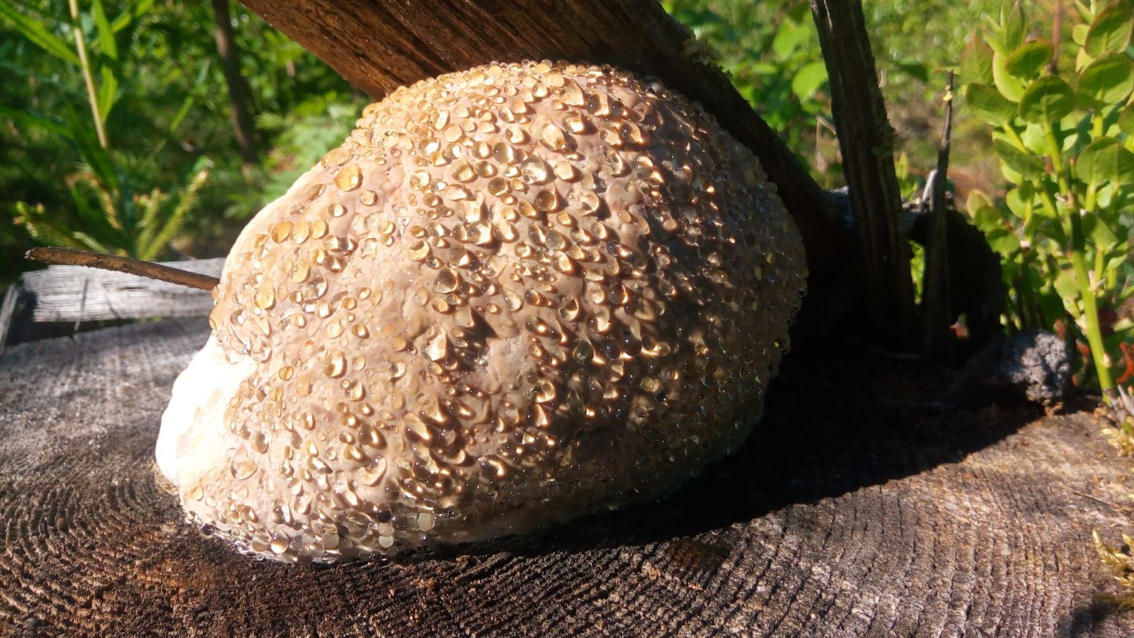 Valokuvaaja: Ilkka Pellinen