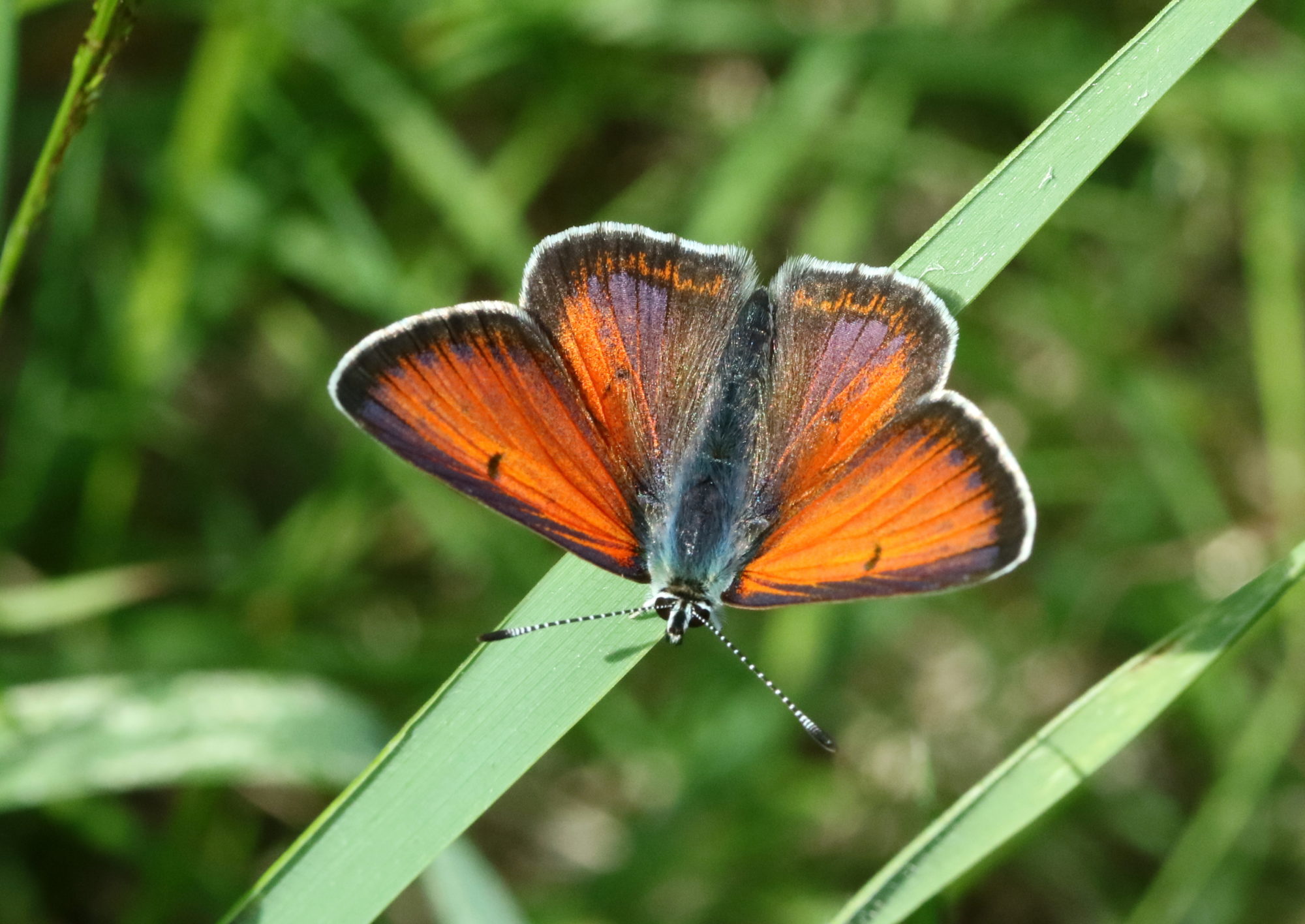 Valokuvaaja: Hannu. Rasiranta