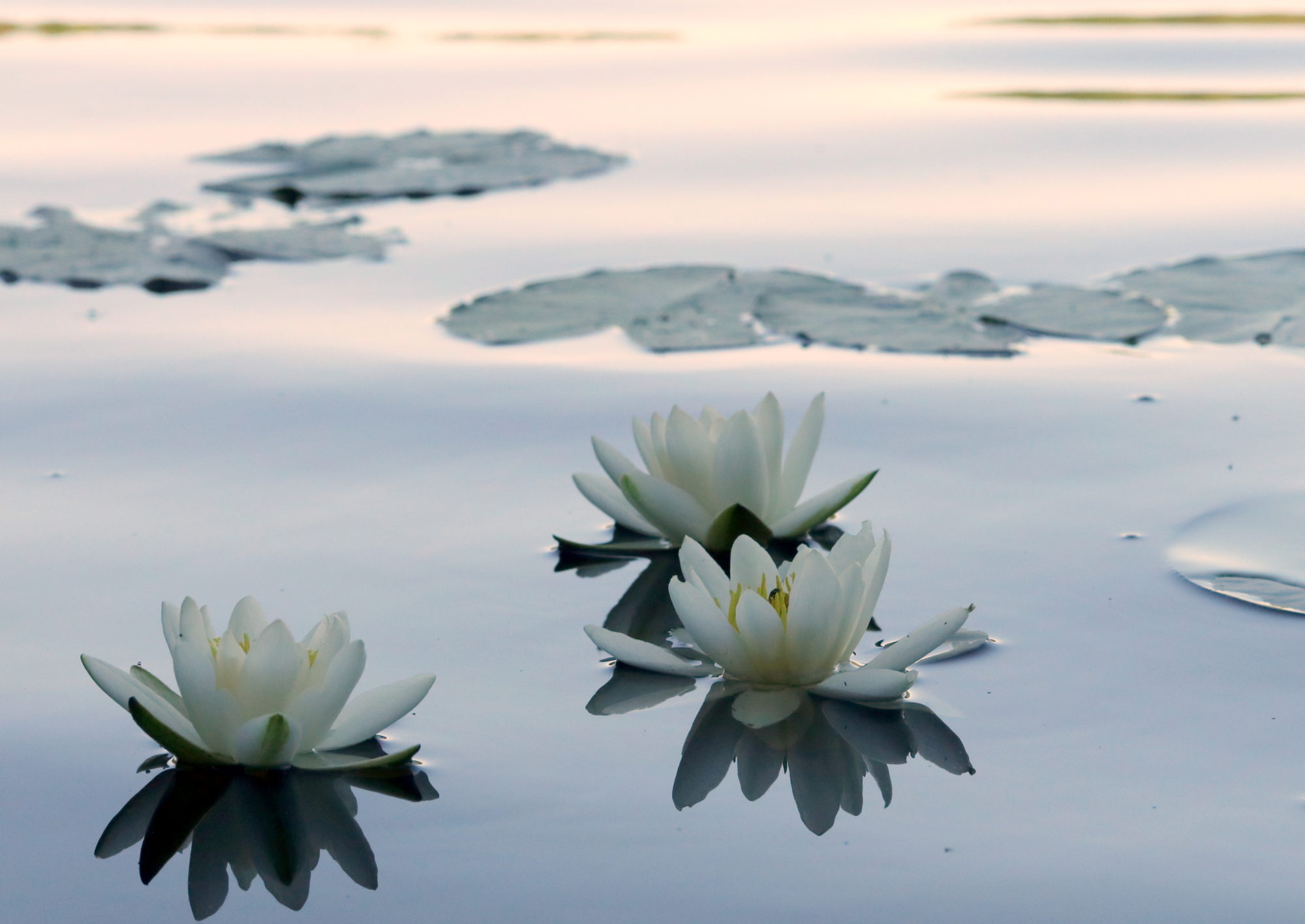 Valokuvaaja: Hannu. Rasiranta