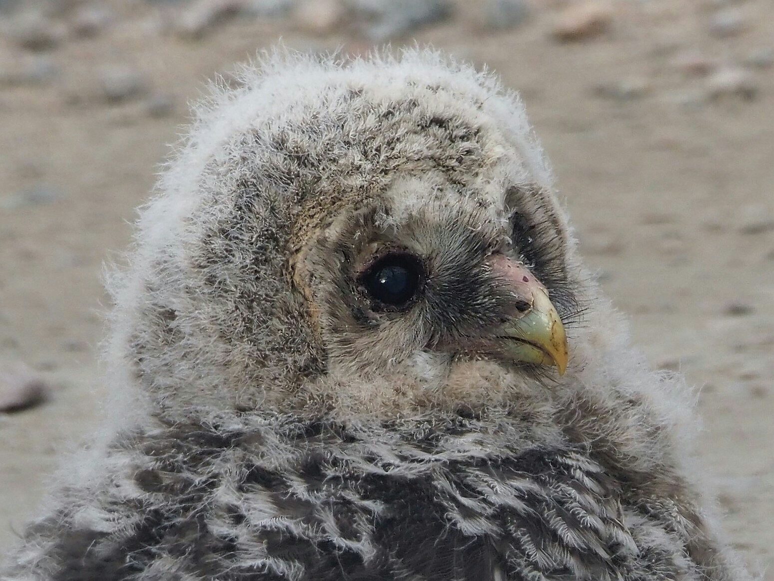 Valokuvaaja: Mikkola Irma