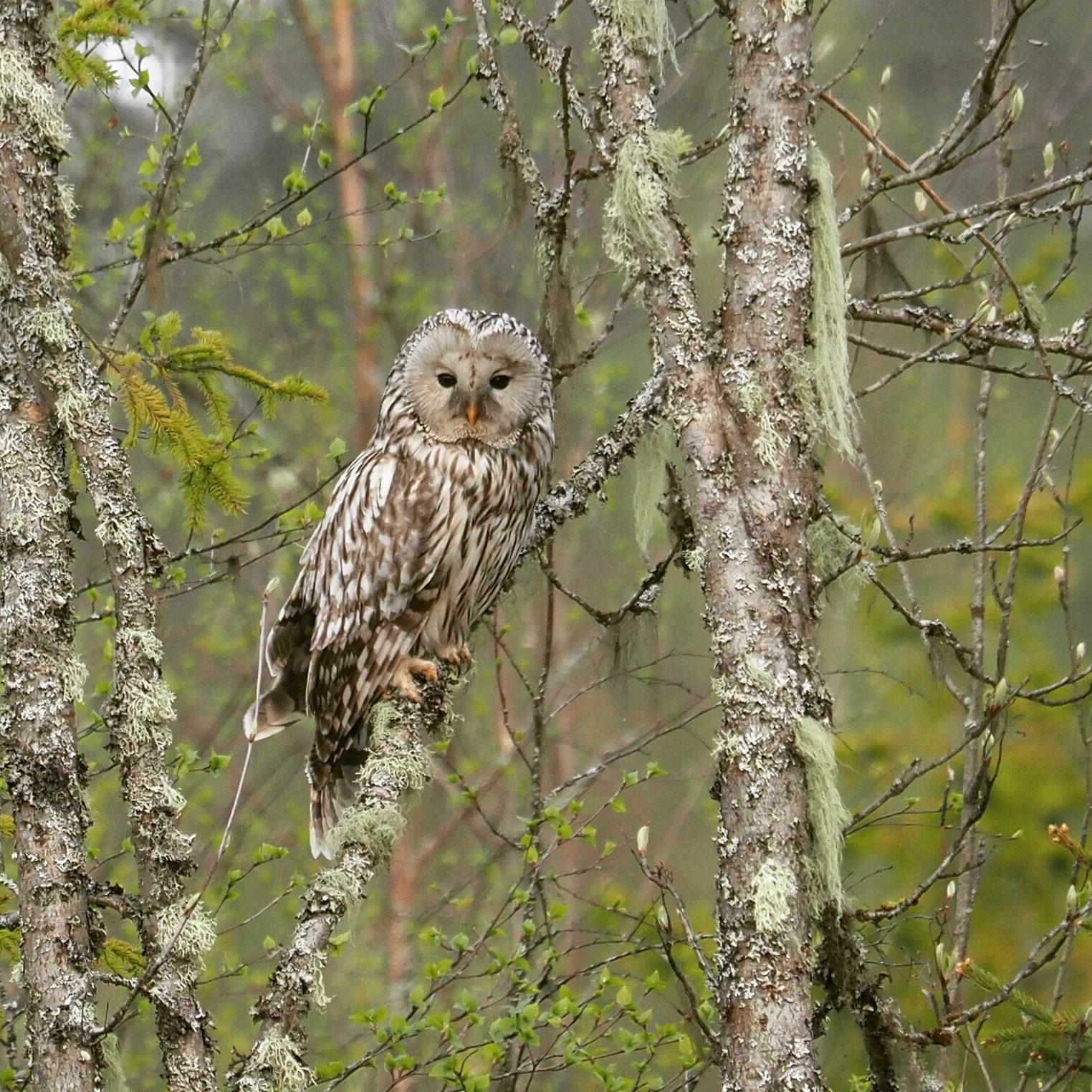 Valokuvaaja: Mikkola Irma