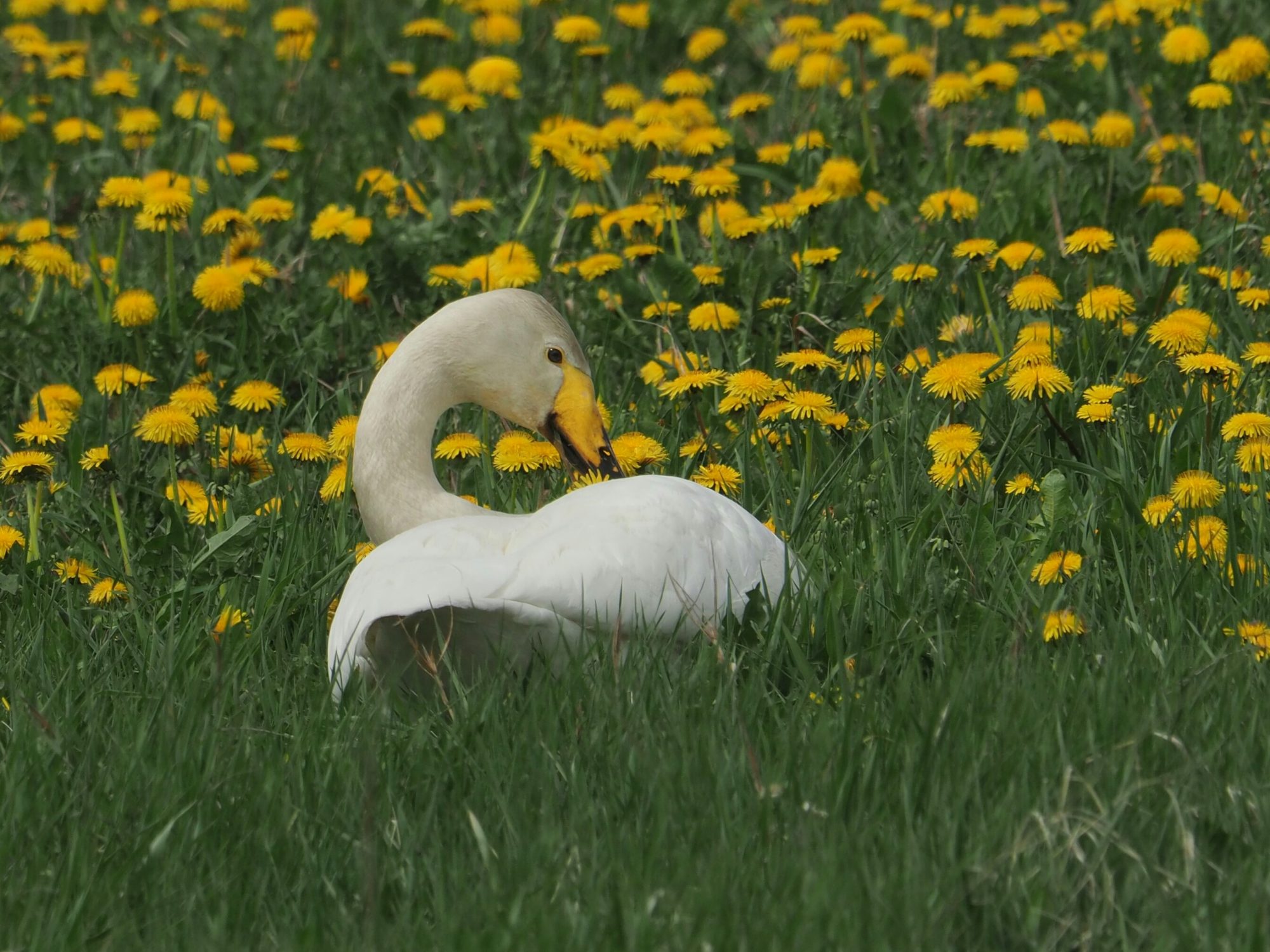 Valokuvaaja: Mikkola Irma