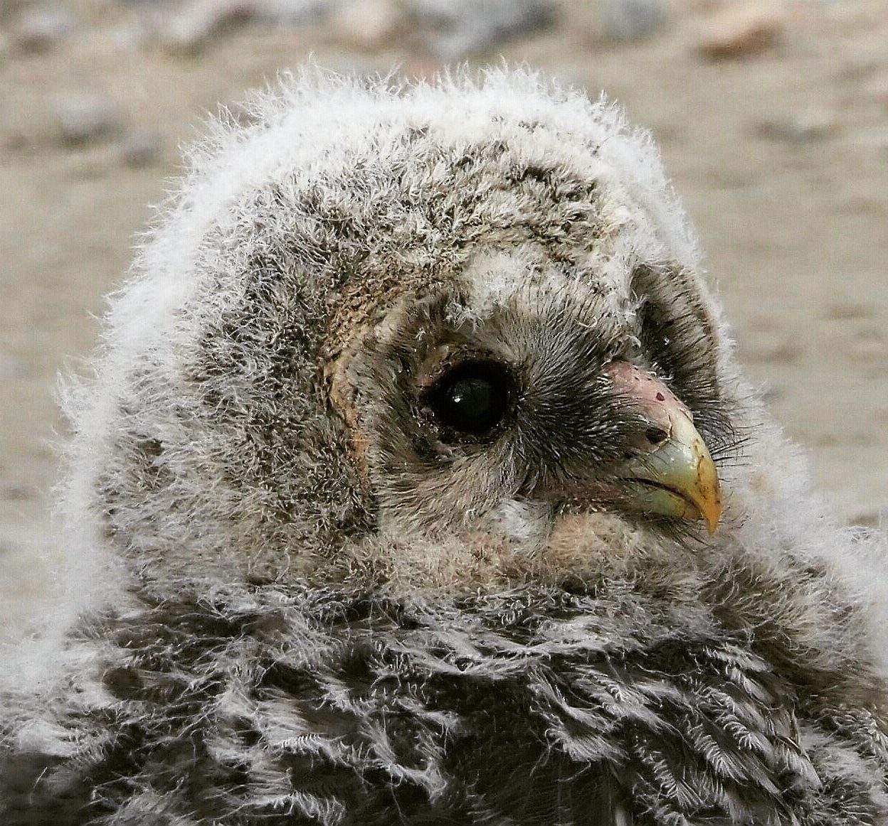 Valokuvaaja: Mikkola Irma
