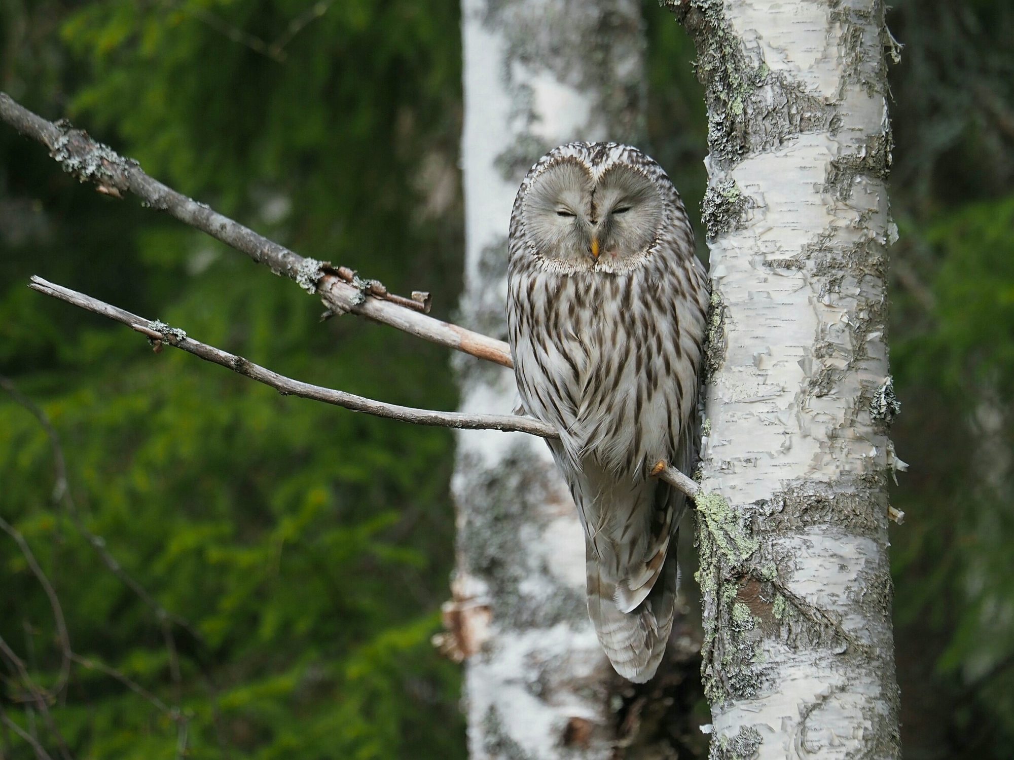 Valokuvaaja: Mikkola Irma
