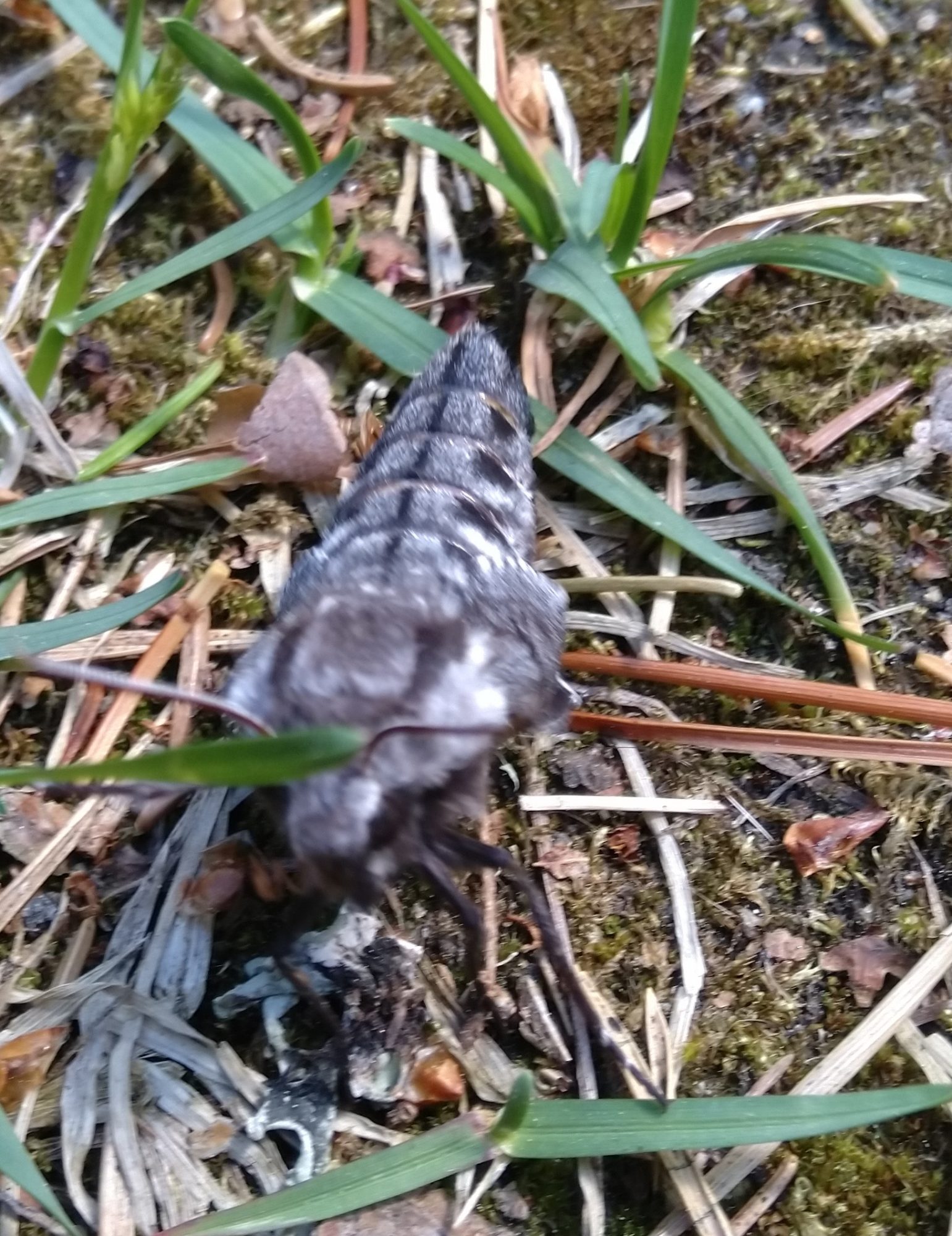 Valokuvaaja: Pirkko Iivarinen Valokuvaaja: Pirkko Iivarinen