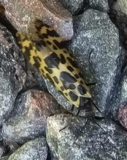 Valokuvaaja: Olli Karppijärvi