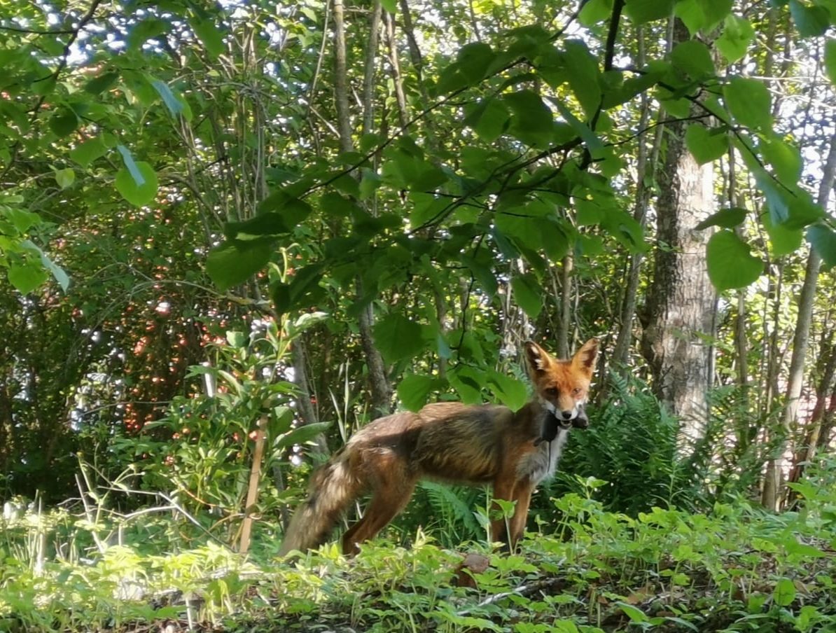 Valokuvaaja: Adina Limnell