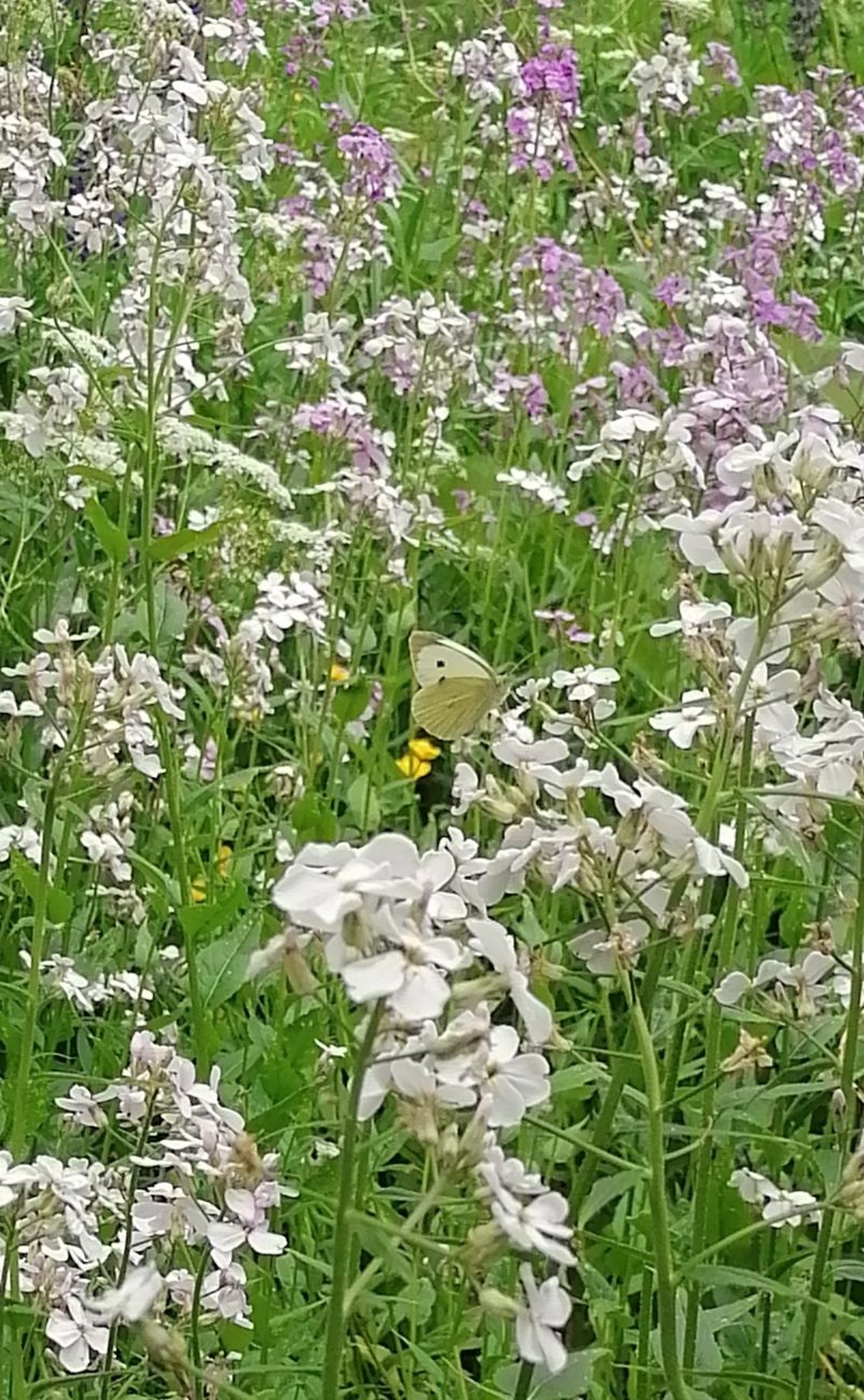 Valokuvaaja: Heidi Limnell