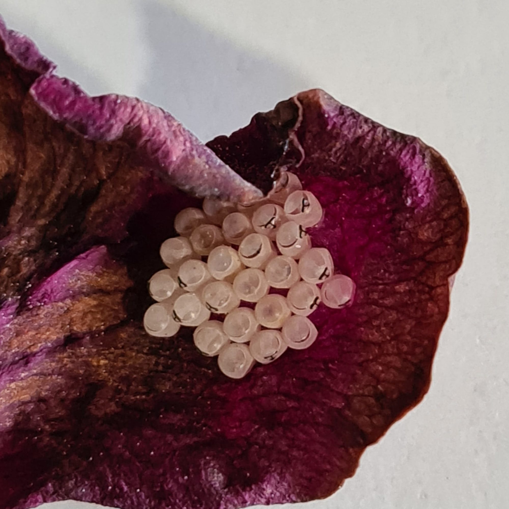 Valokuvaaja: Merja Techtolin