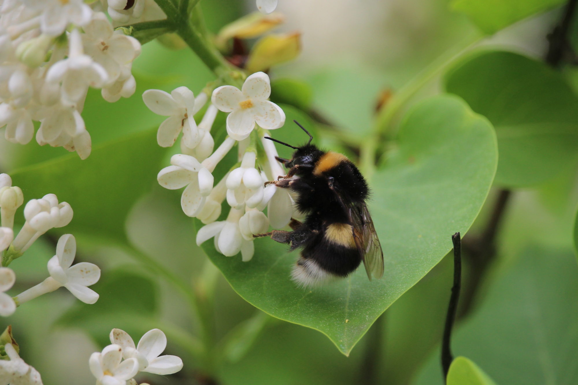 Valokuvaaja: Kirsi-Marja Joenpolvi
