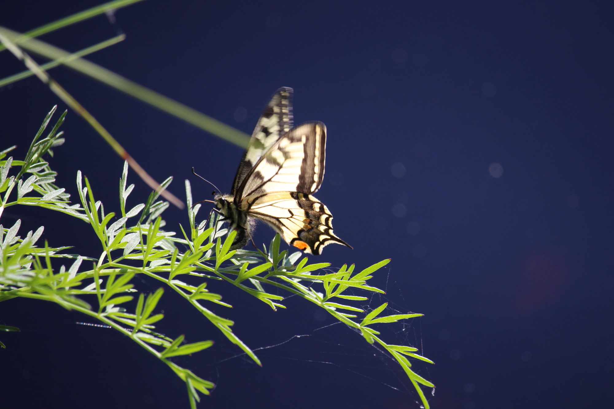 Valokuvaaja: Kirsi-Marja Joenpolvi