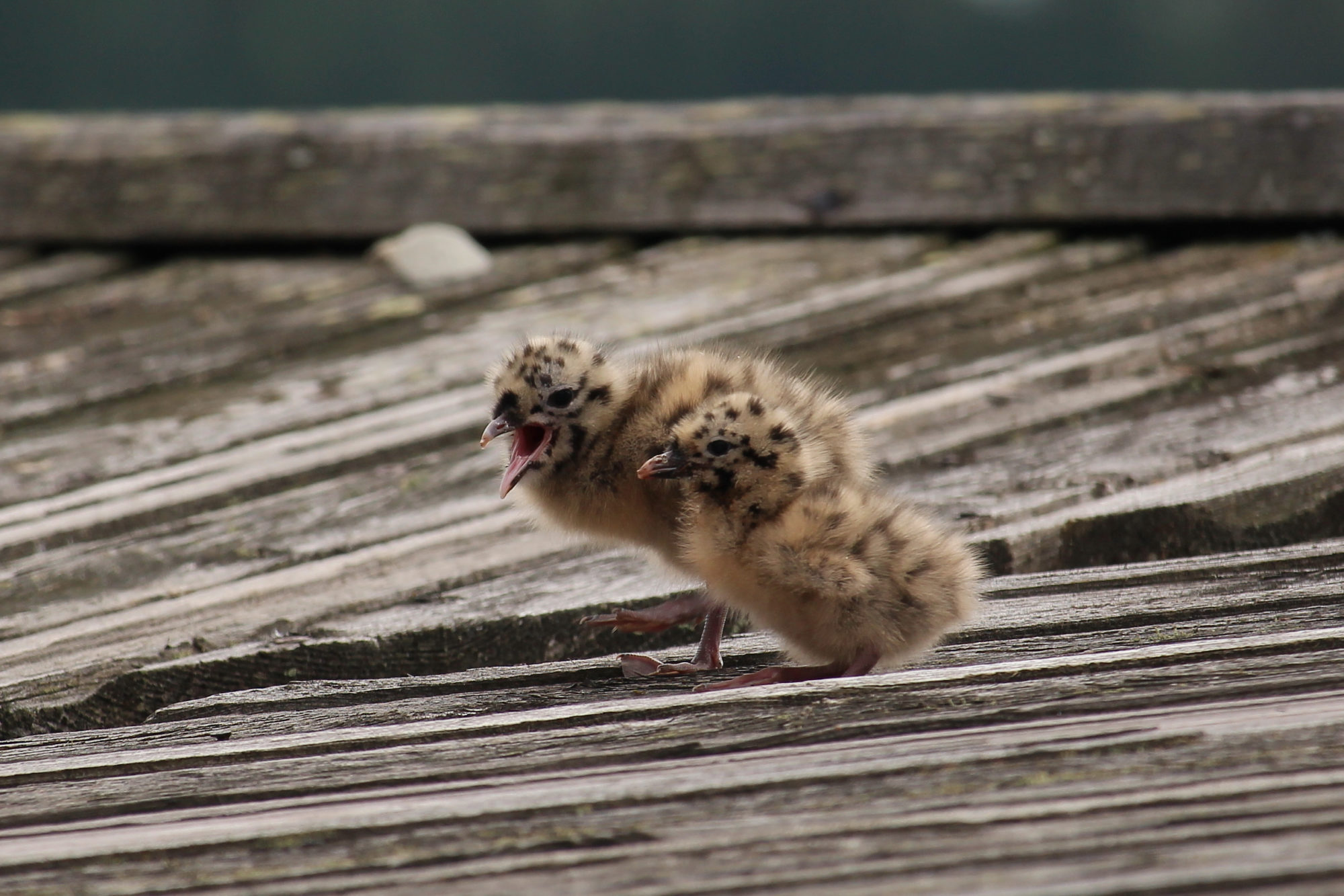 Valokuvaaja: Kirsi-Marja Joenpolvi