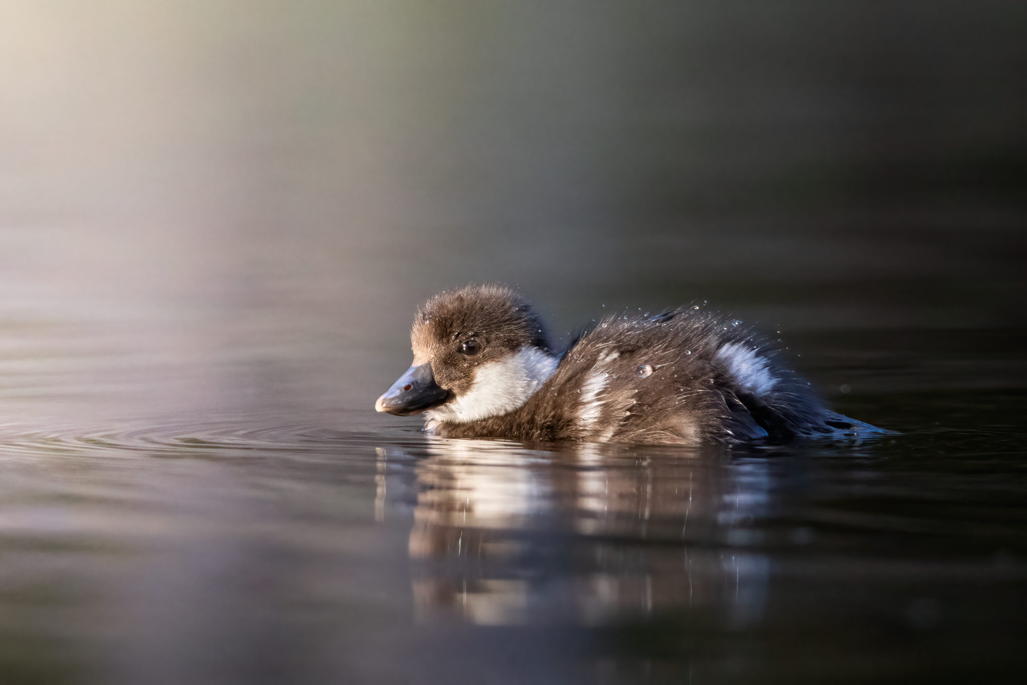Valokuvaaja: Laura Lehtola