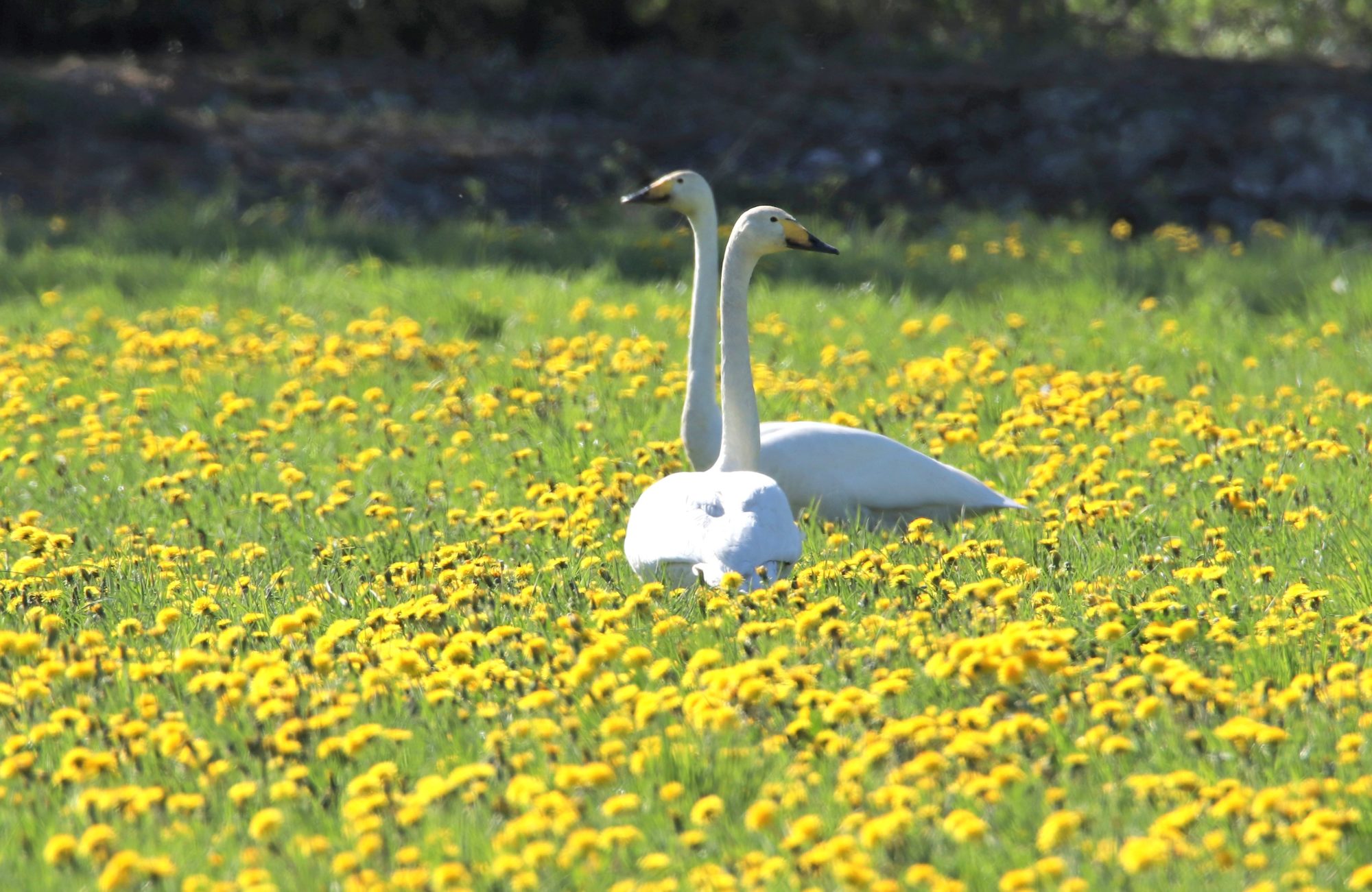 Valokuvaaja: Irja Lehtinen