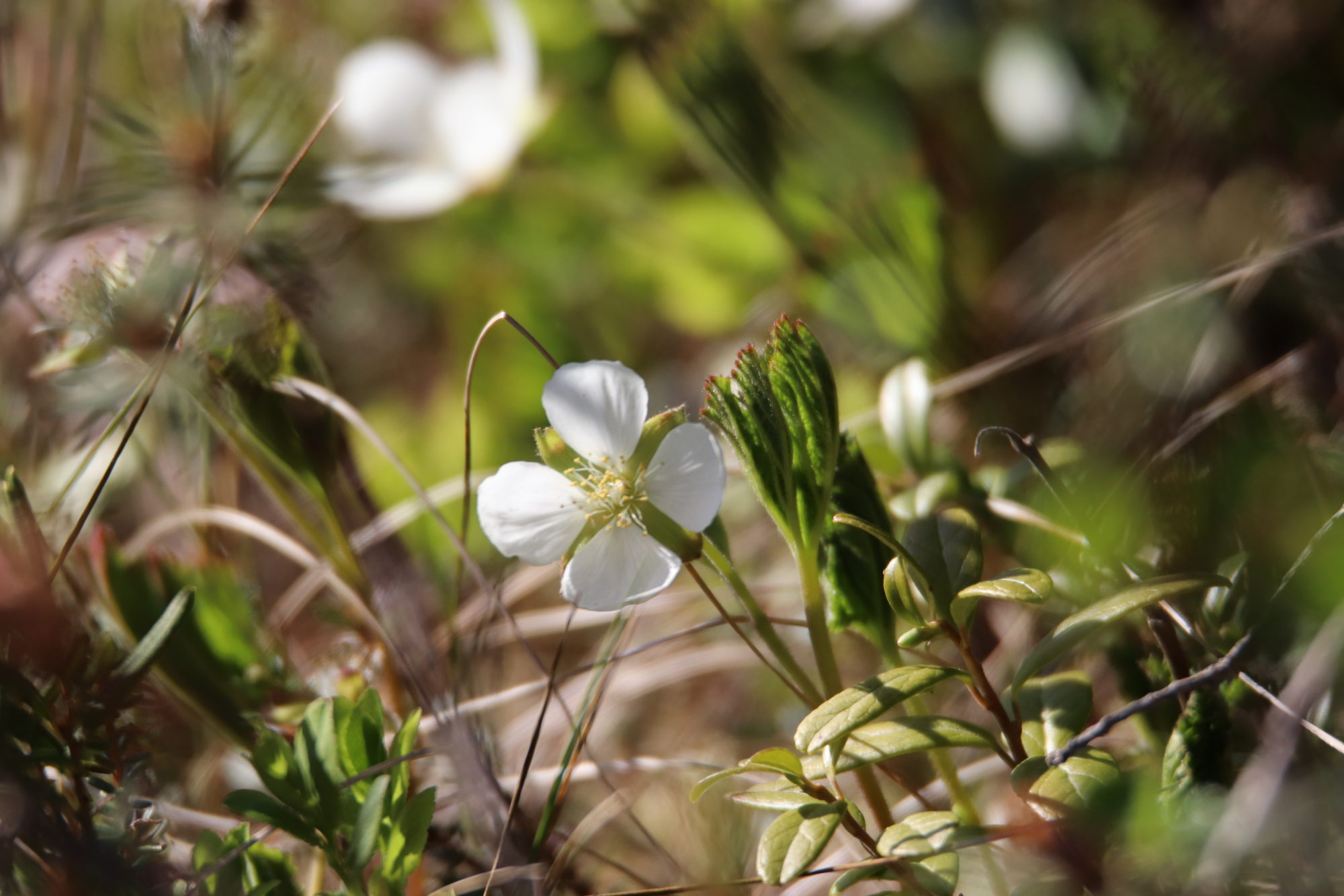 Valokuvaaja: Irja Lehtinen