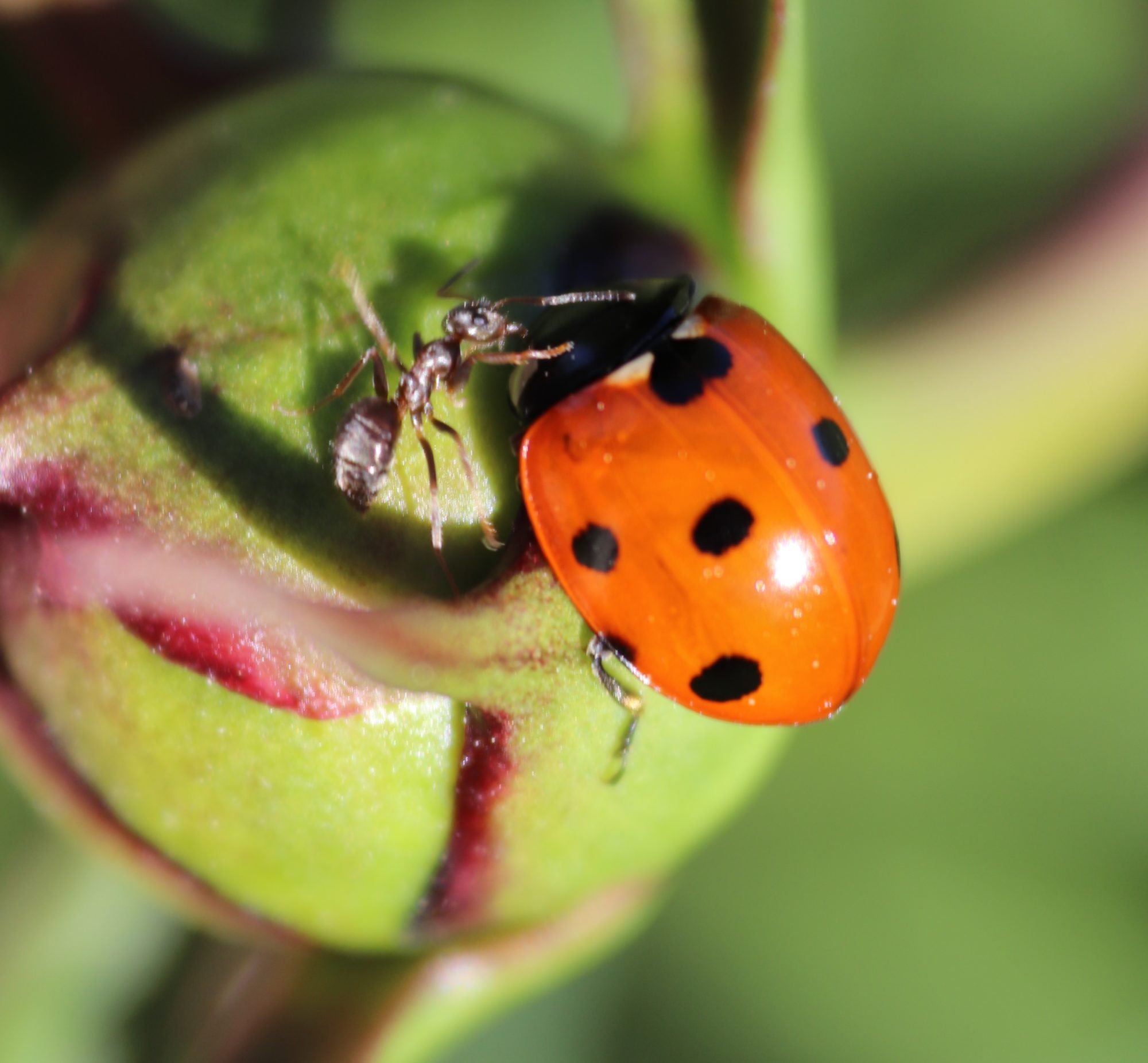 Valokuvaaja: Irja Lehtinen