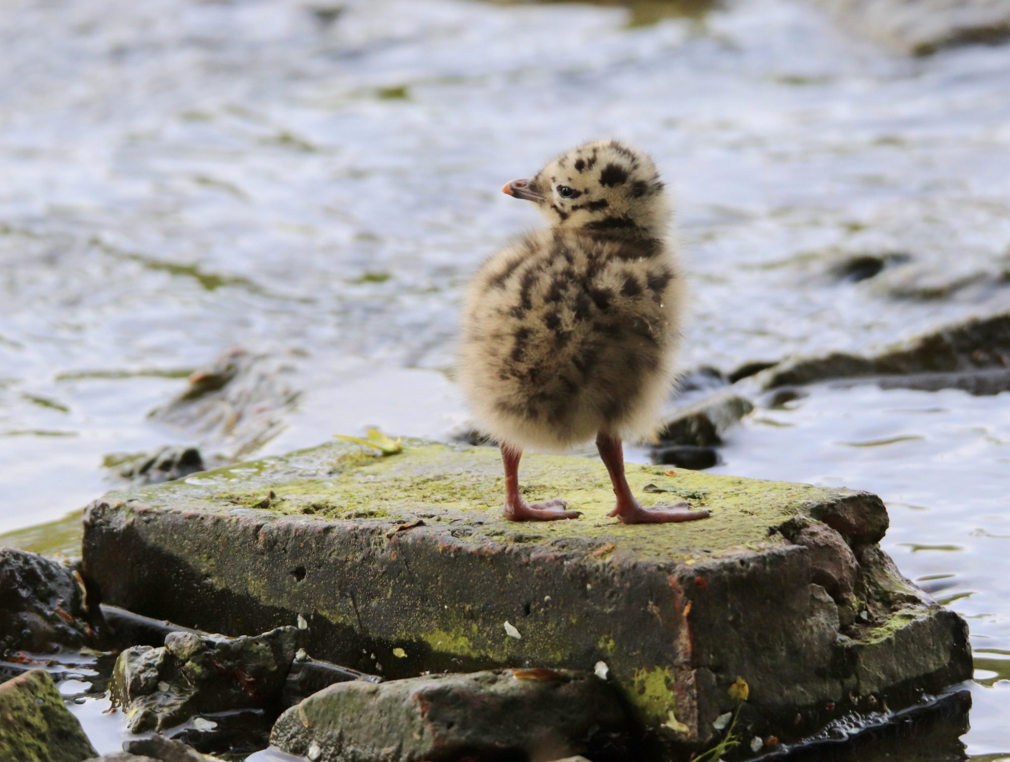 Valokuvaaja: Irja Lehtinen