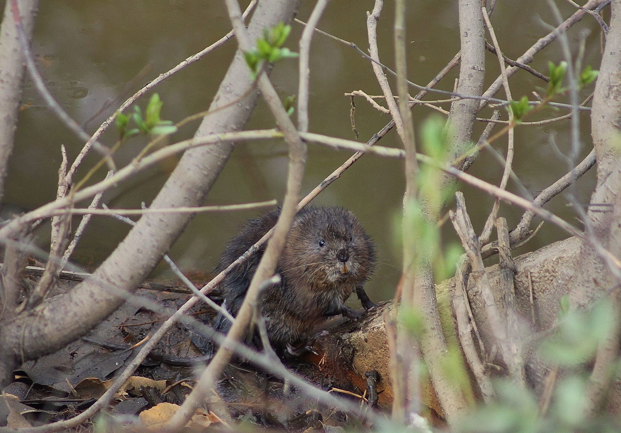 Valokuvaaja: Pirkko Siukonen