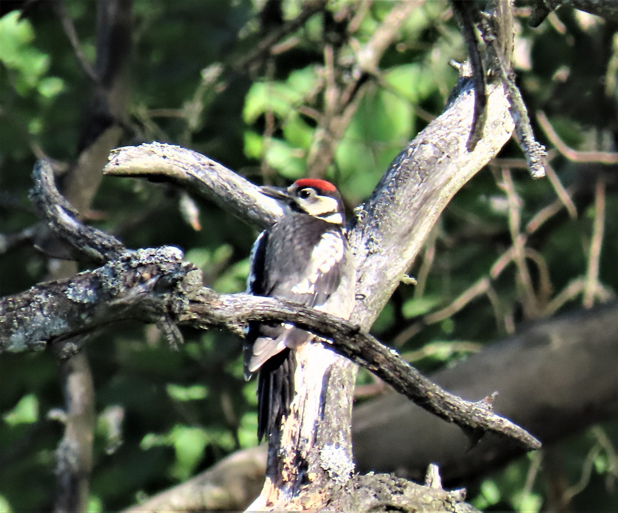 Valokuvaaja: Birgit Silvennoinen