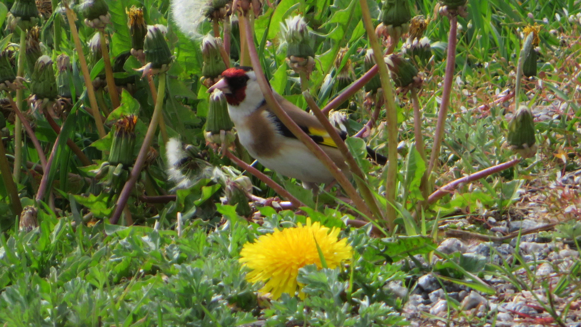 Valokuvaaja: Risto Kangassalo