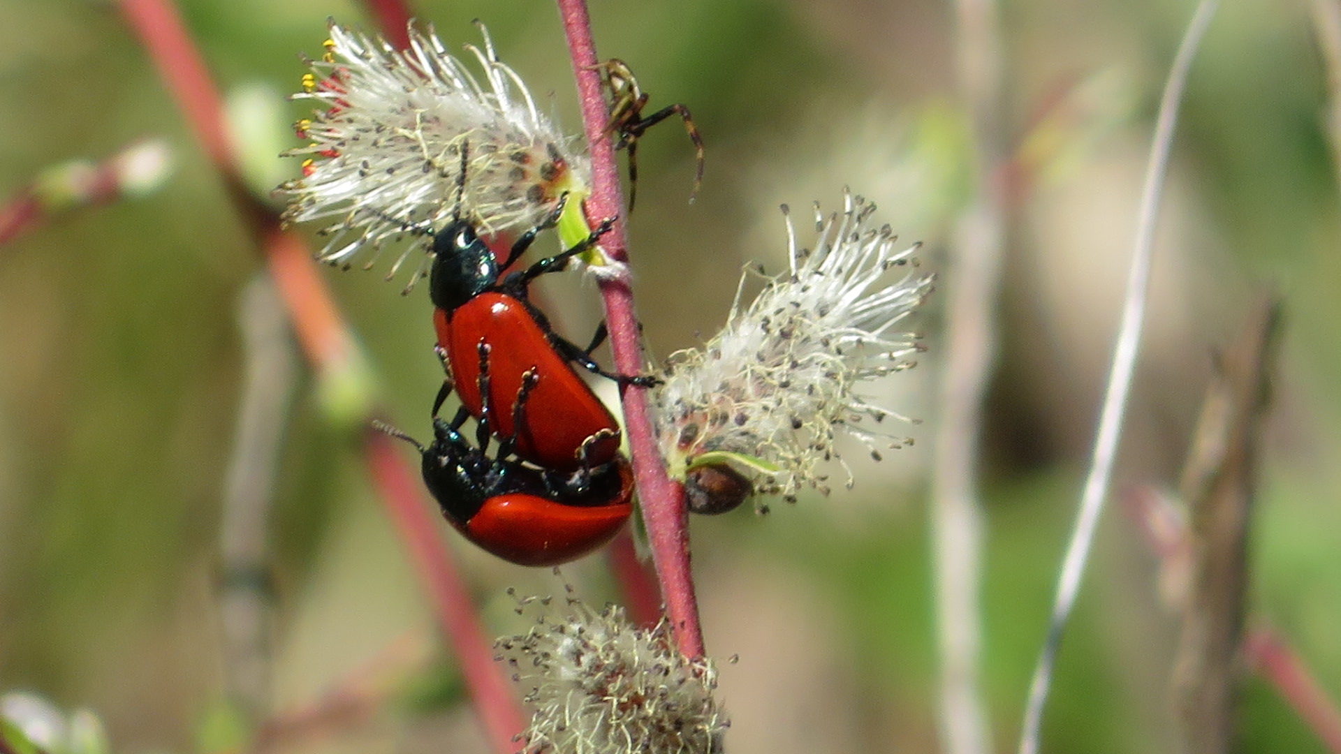 Valokuvaaja: Risto Kangassalo