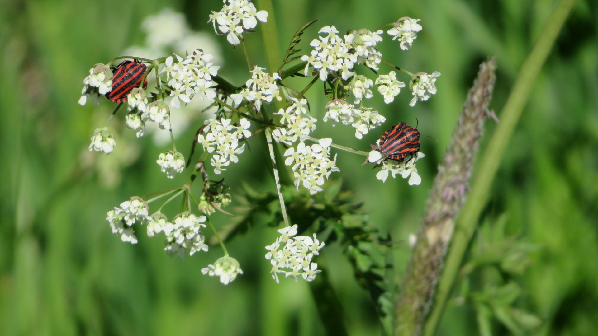 Valokuvaaja: Risto Kangassalo