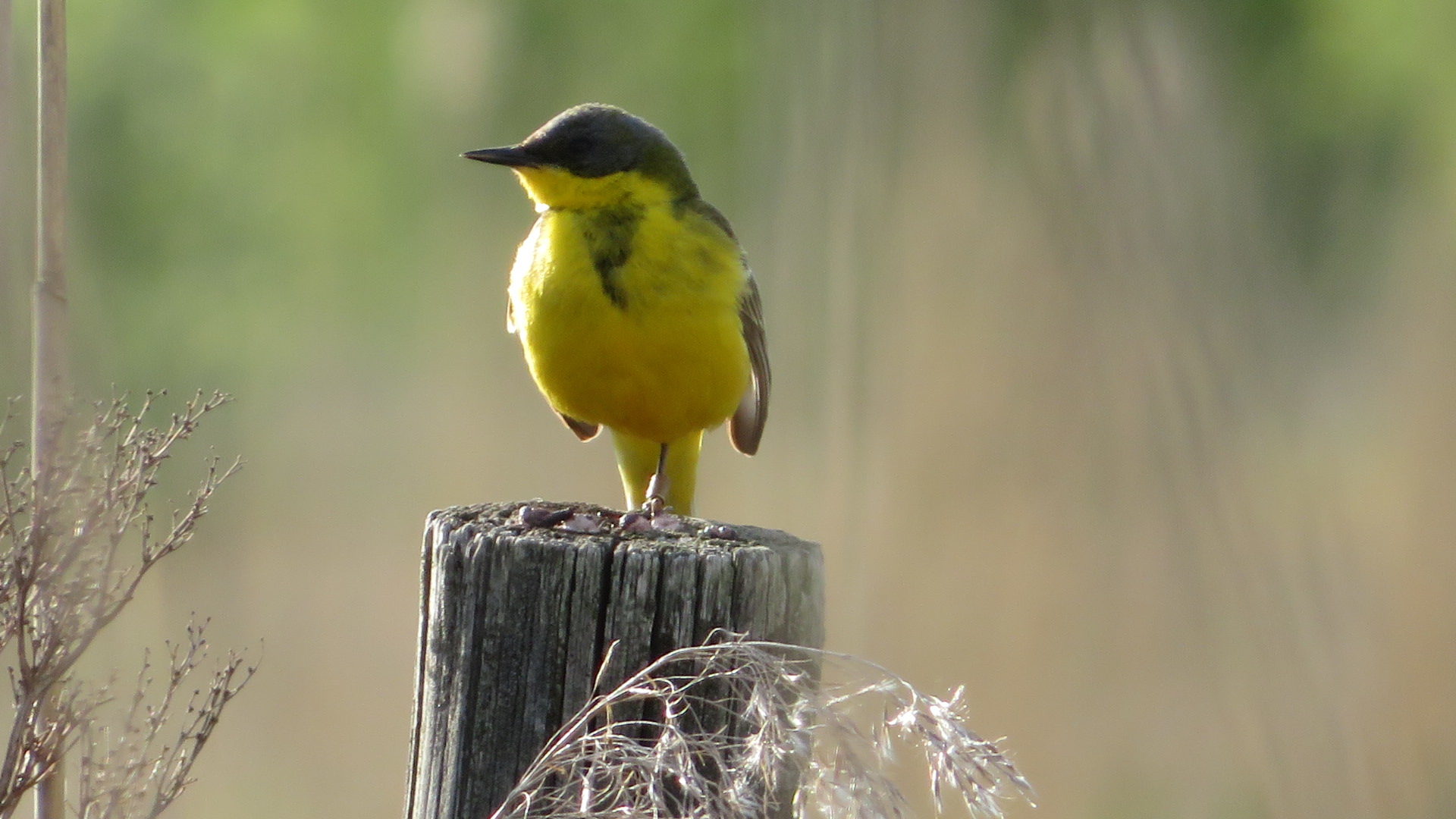 Valokuvaaja: Risto Kangassalo
