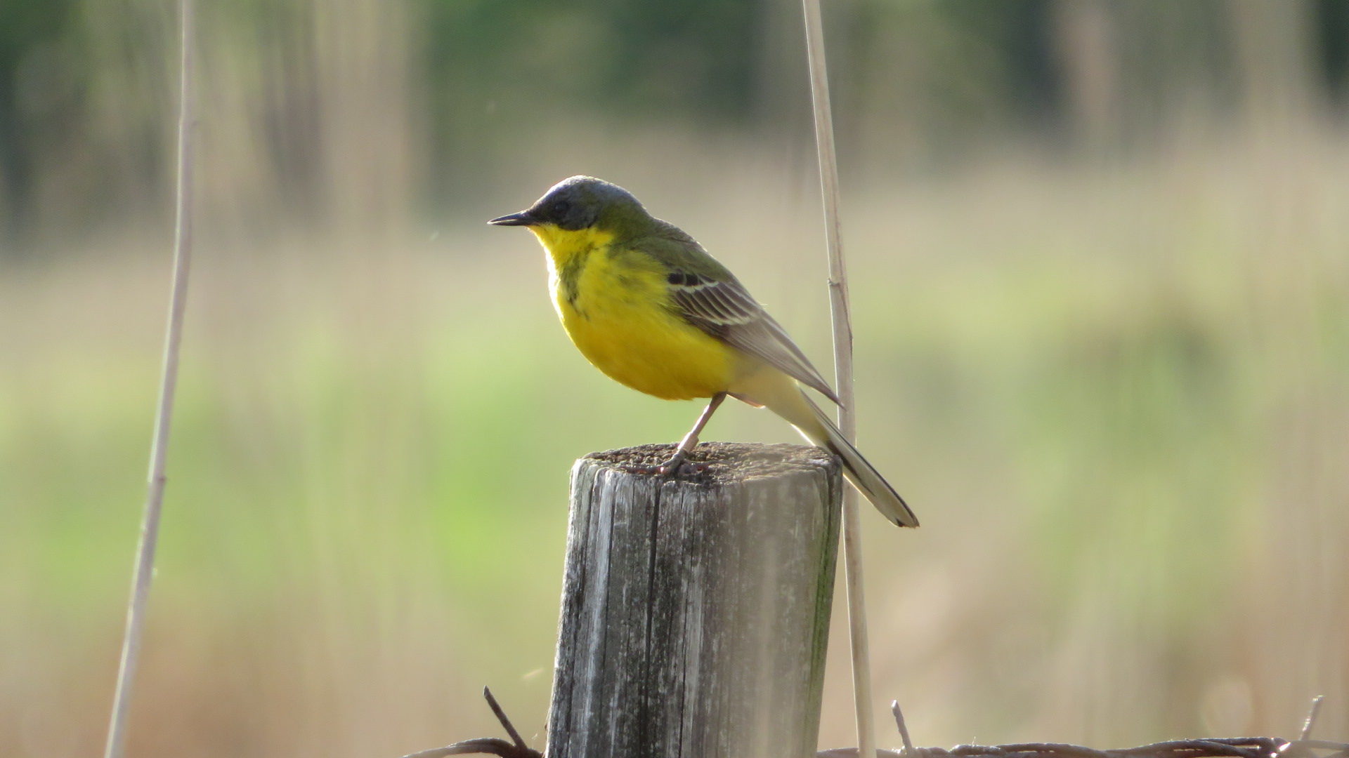 Valokuvaaja: Risto Kangassalo