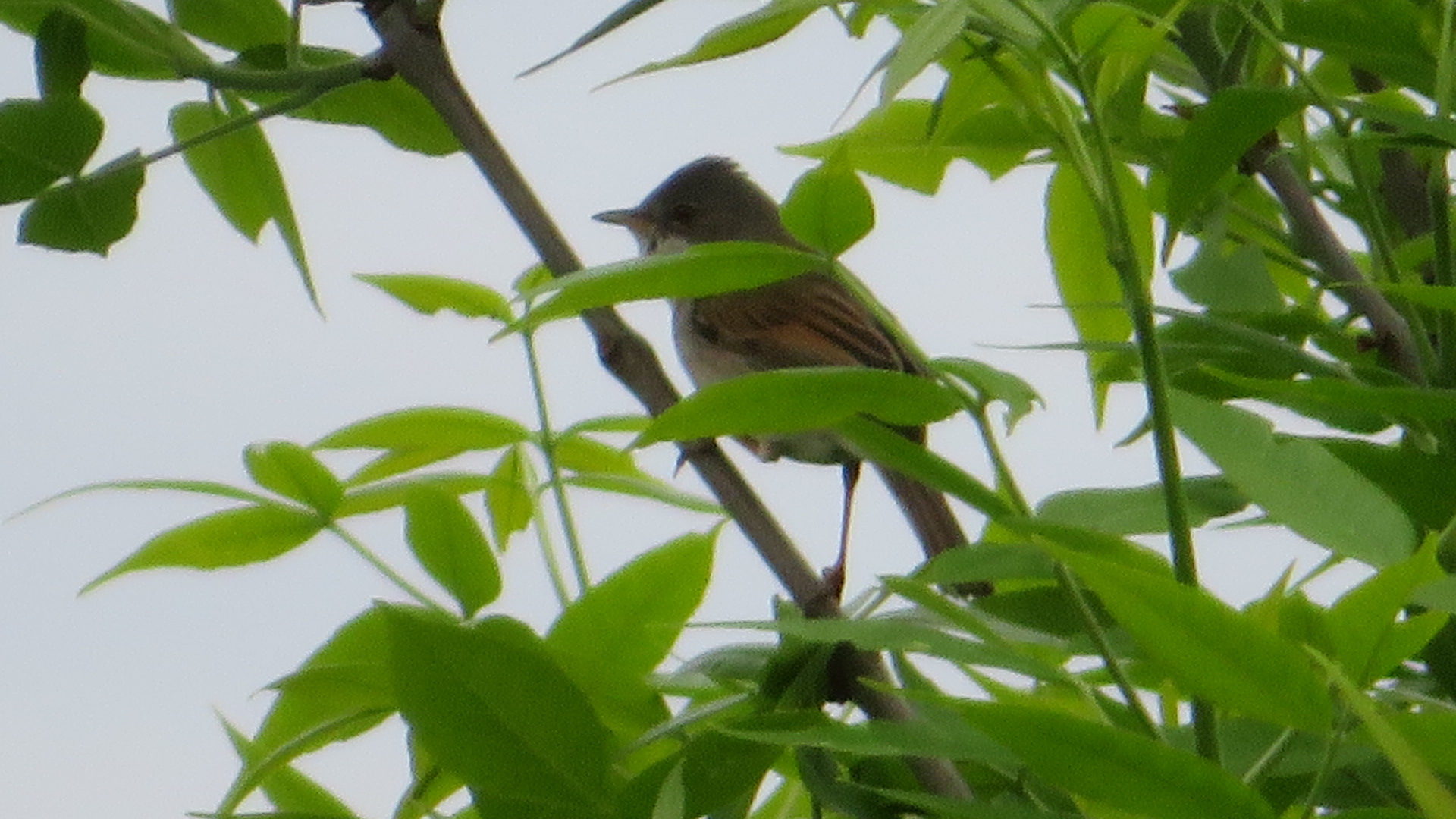 Valokuvaaja: Risto Kangassalo