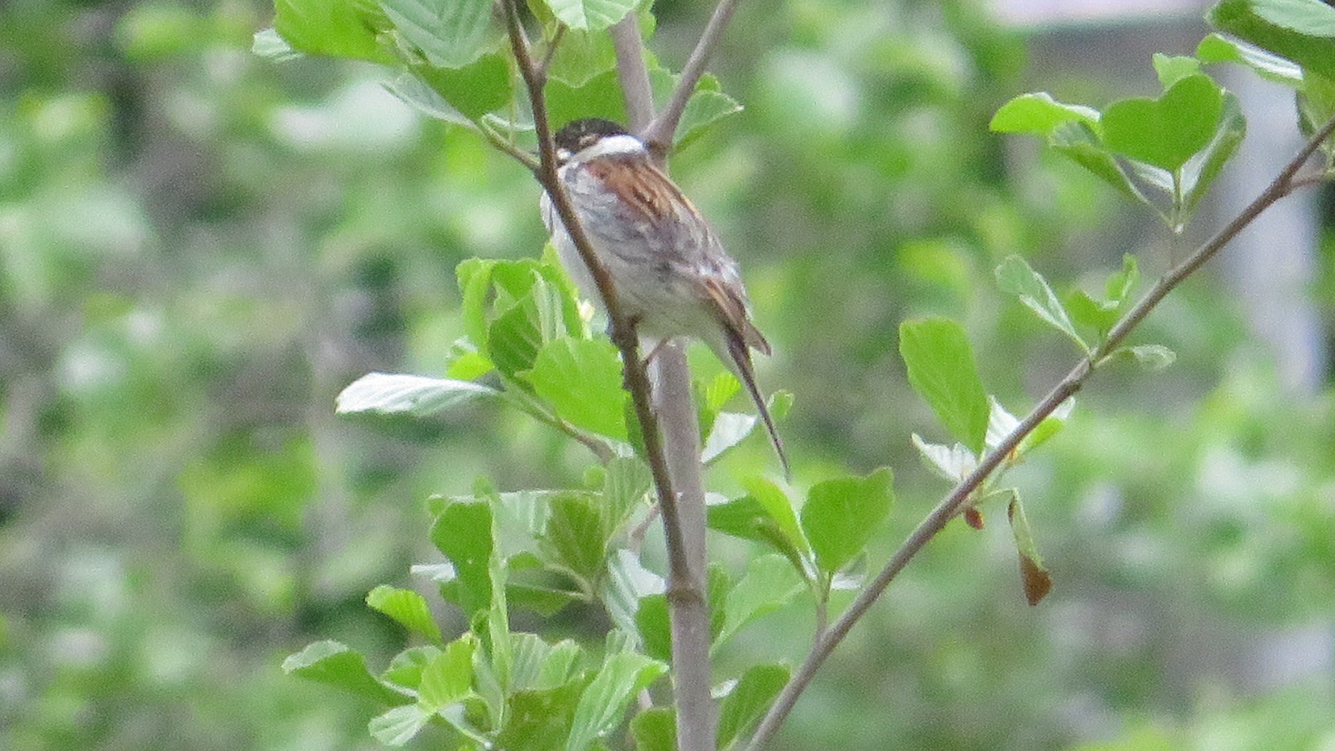 Valokuvaaja: Risto Kangassalo Valokuvaaja: Risto Kangassalo