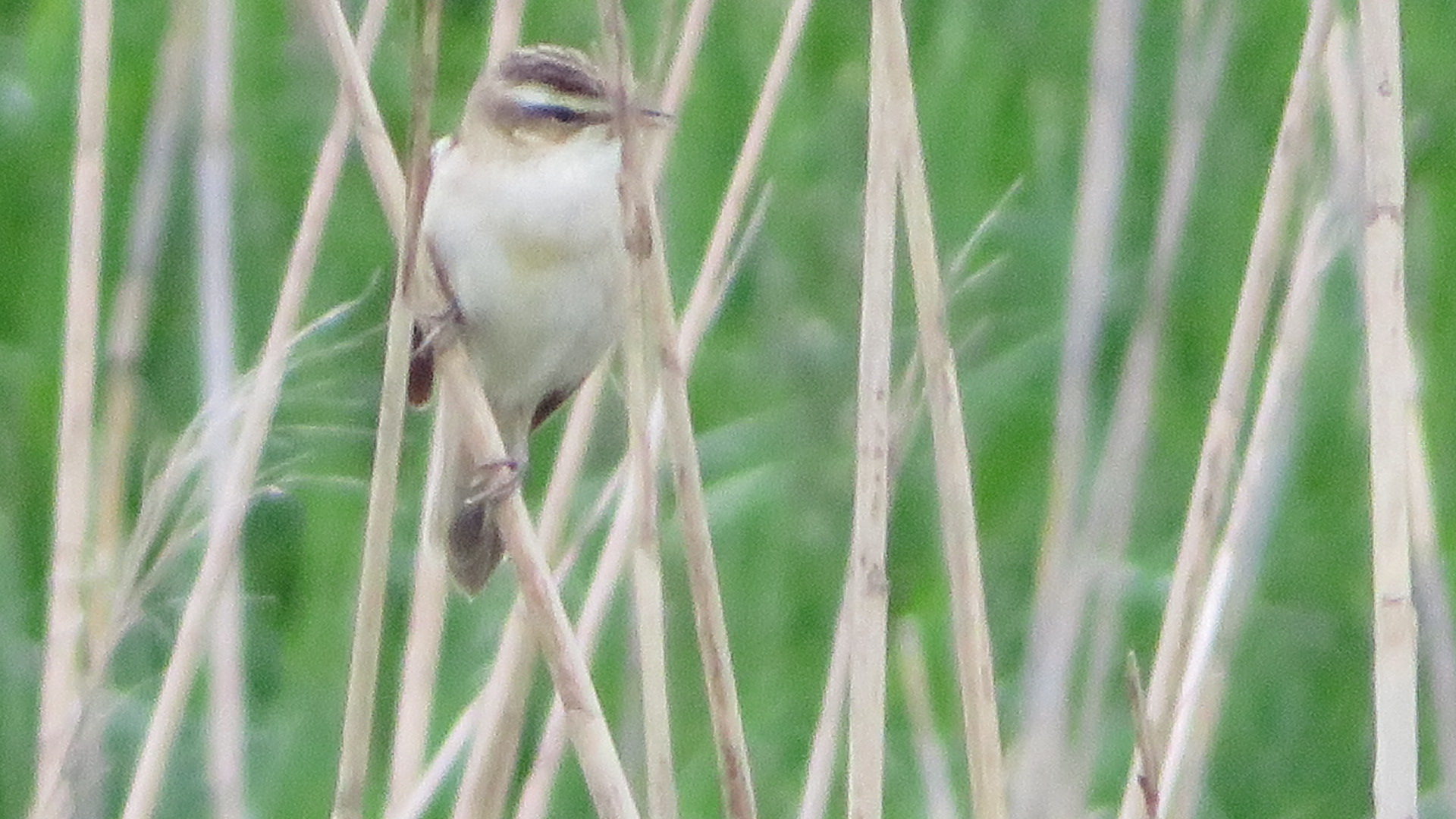 Valokuvaaja: Risto Kangassalo Valokuvaaja: Risto Kangassalo