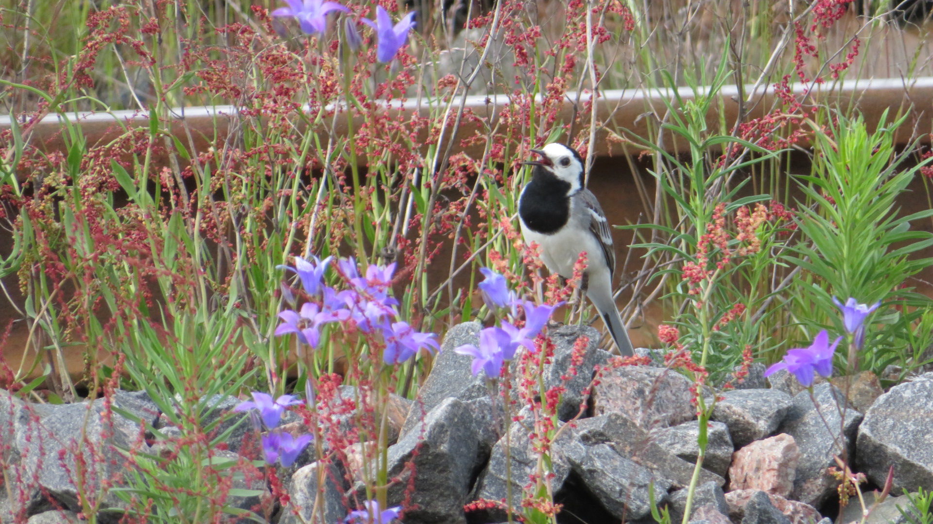 Valokuvaaja: Risto Kangassalo