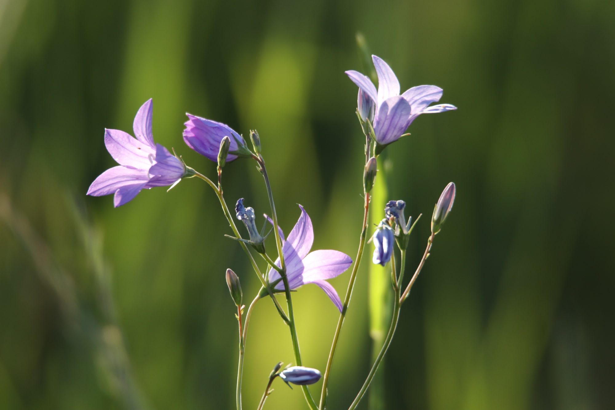 Valokuvaaja: Irja Lehtinen
