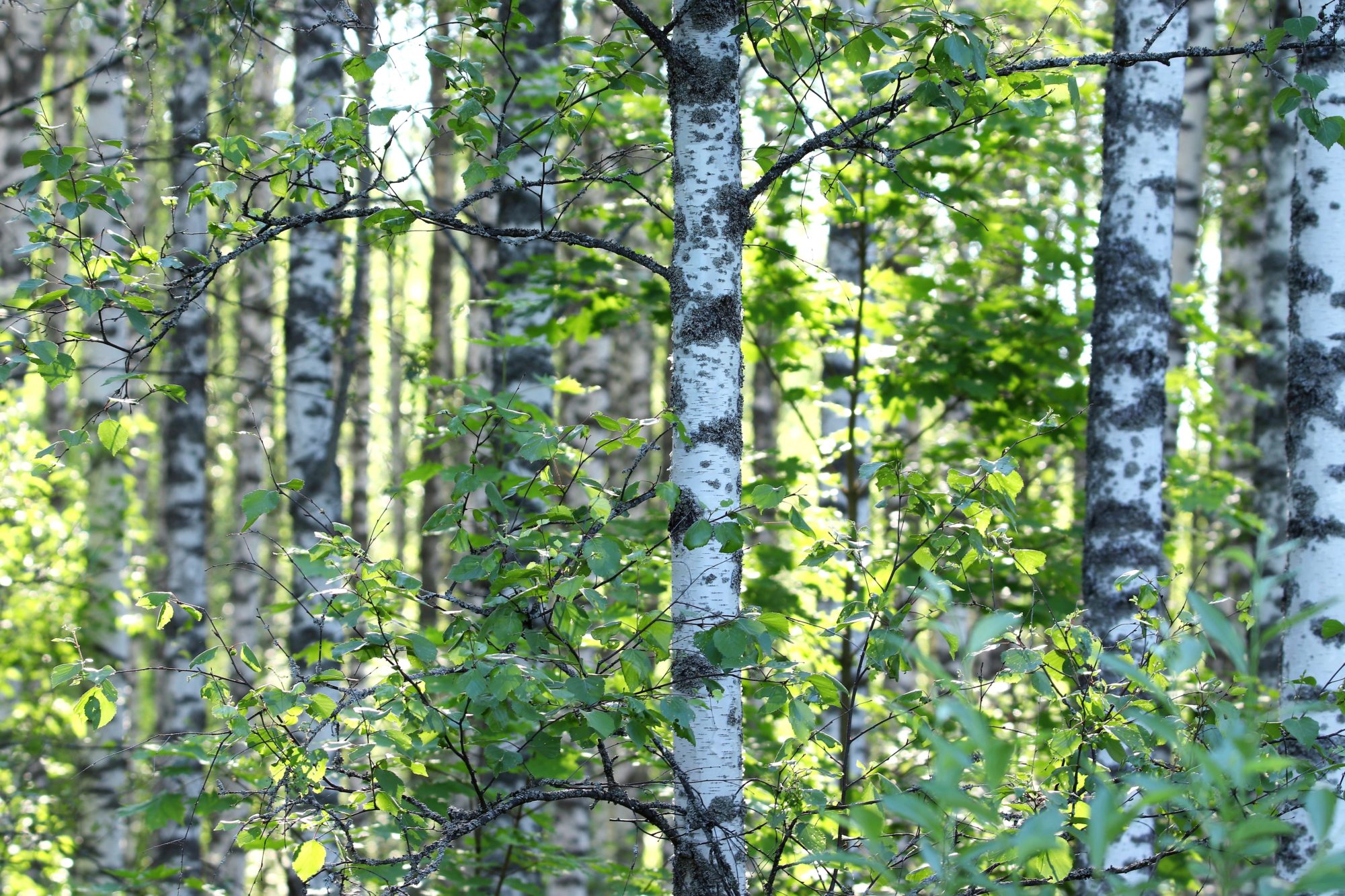 Valokuvaaja: Irja Lehtinen