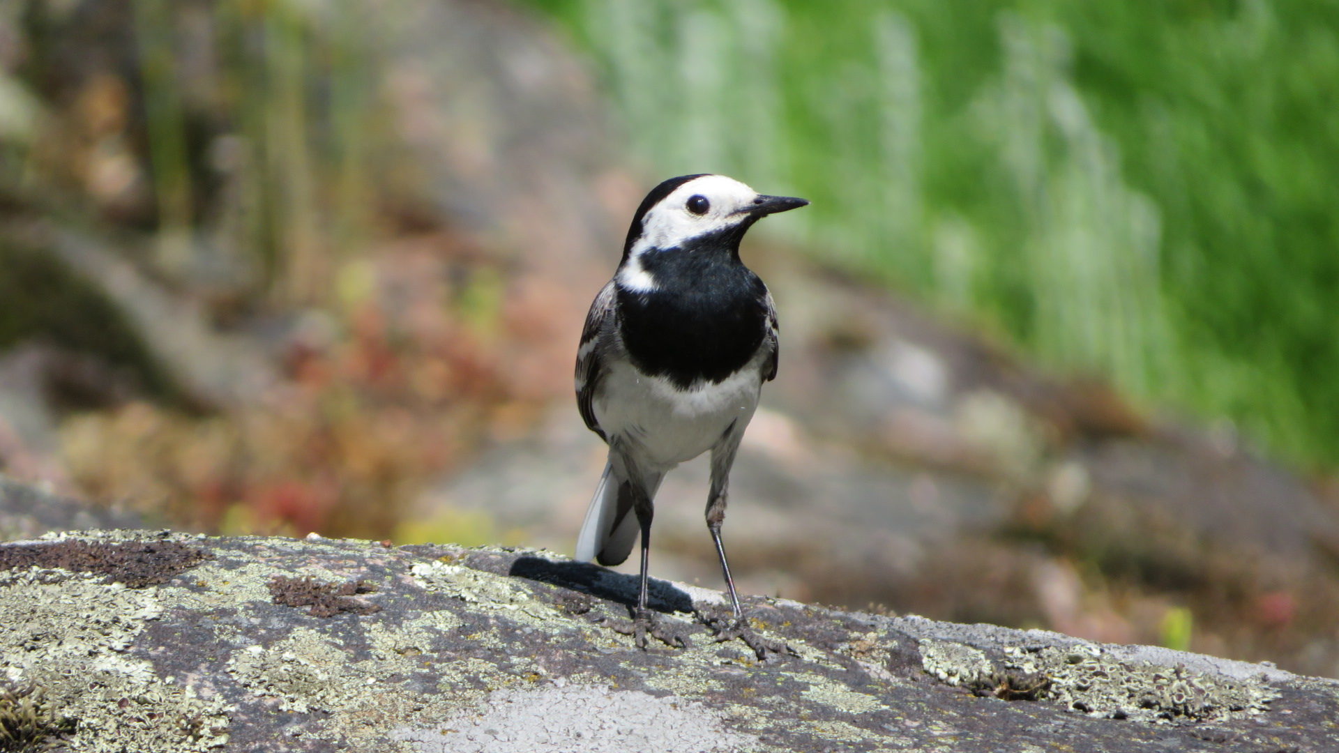 Valokuvaaja: Risto Kangassalo
