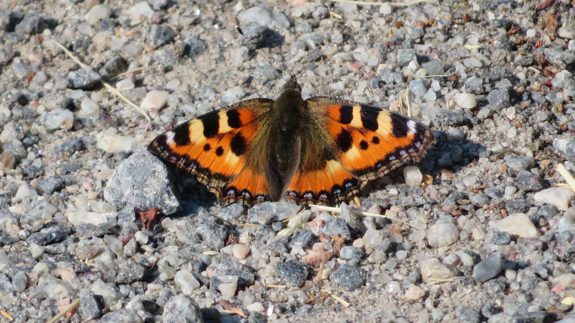 Valokuvaaja: Risto Kangassalo