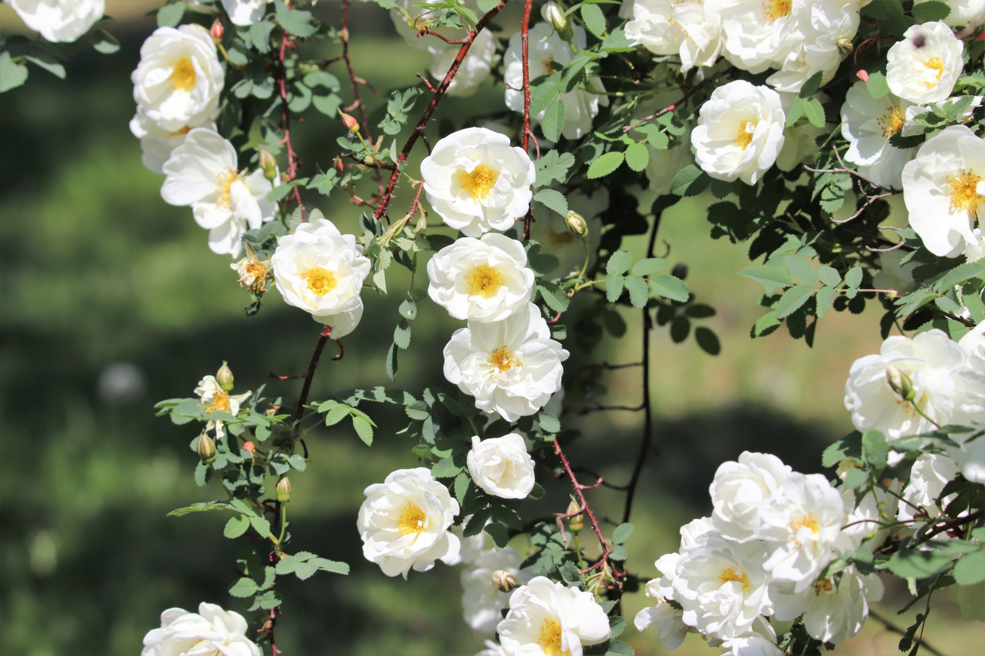 Valokuvaaja: Irja Lehtinen