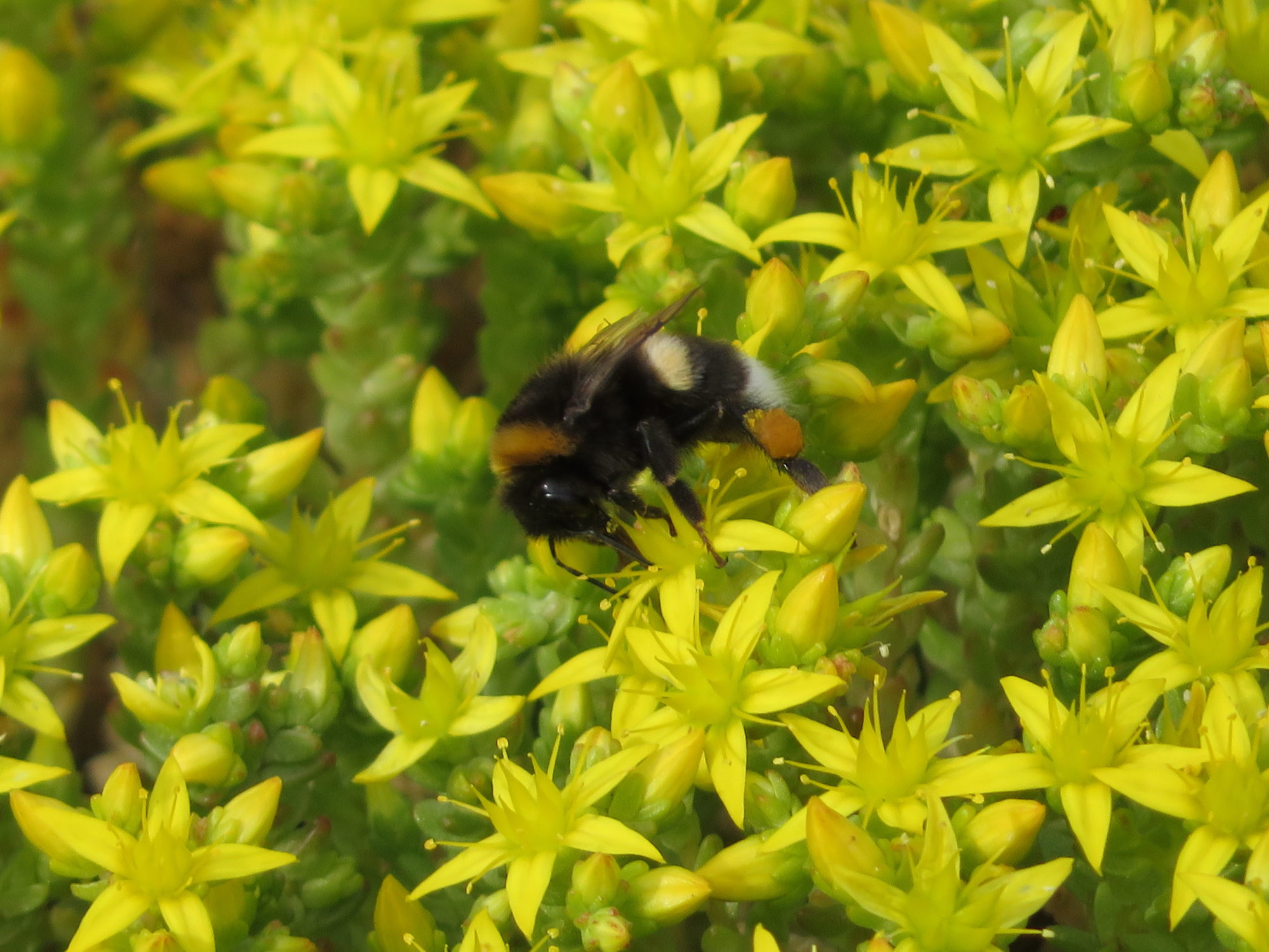 Valokuvaaja: Risto Kangassalo