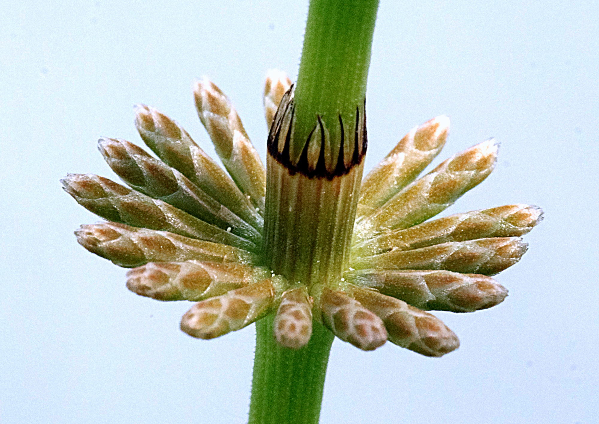 Valokuvaaja: Hannu. Rasiranta