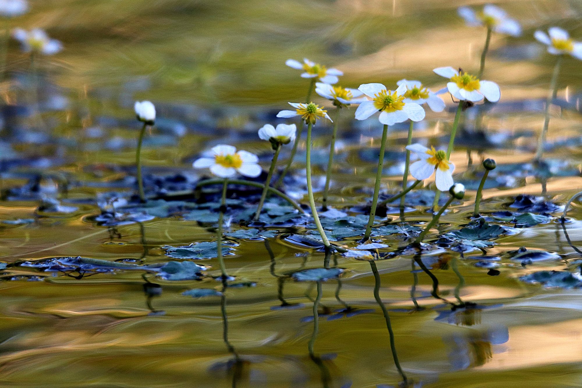 Valokuvaaja: Irja Lehtinen