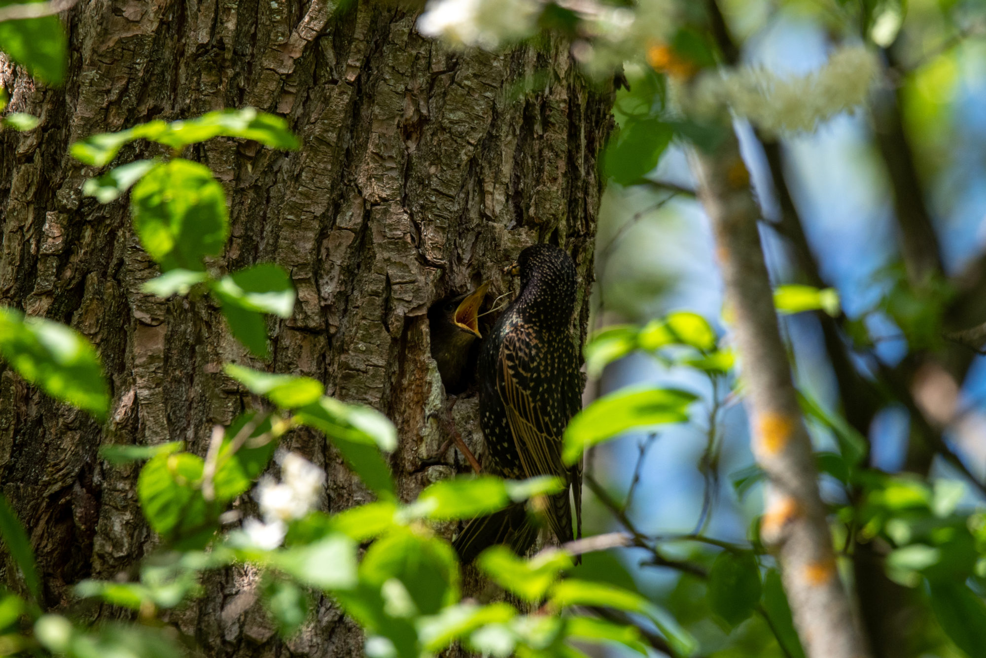 Valokuvaaja: Samuli Huikuri