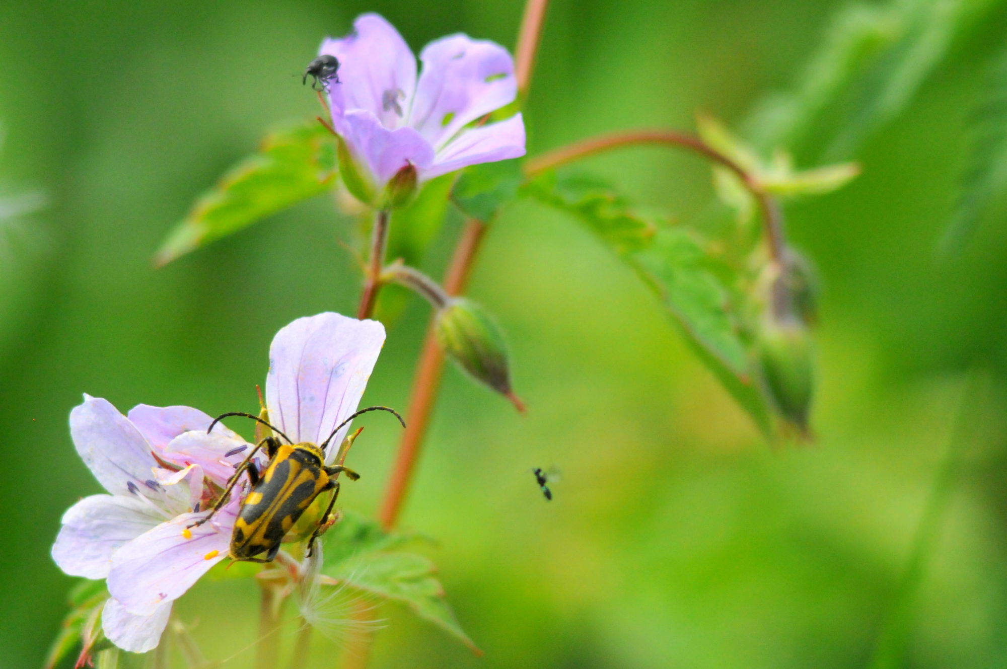 Valokuvaaja: Kaarlo Asikainen