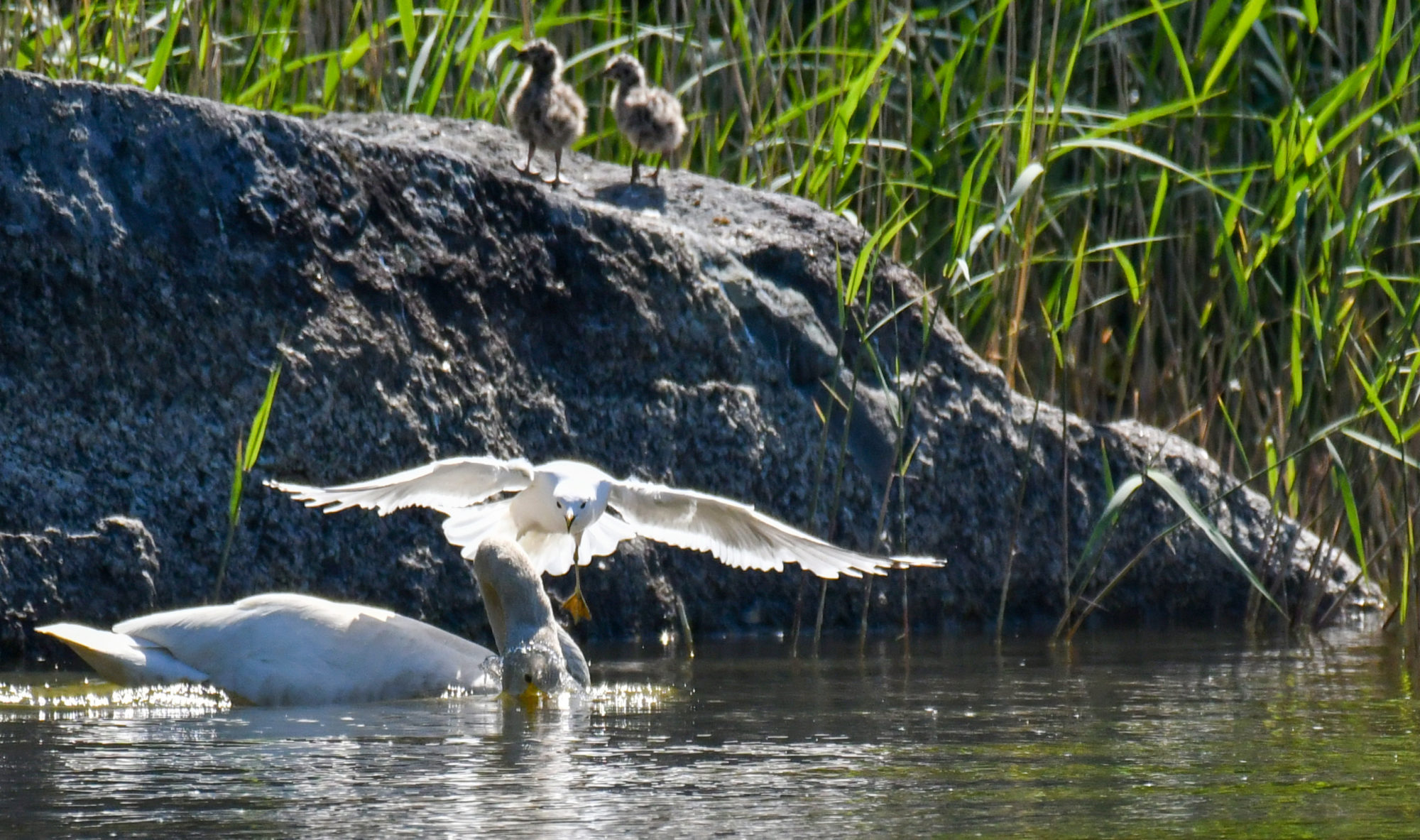 Valokuvaaja: Matti Manninen Valokuvaaja: Matti Manninen