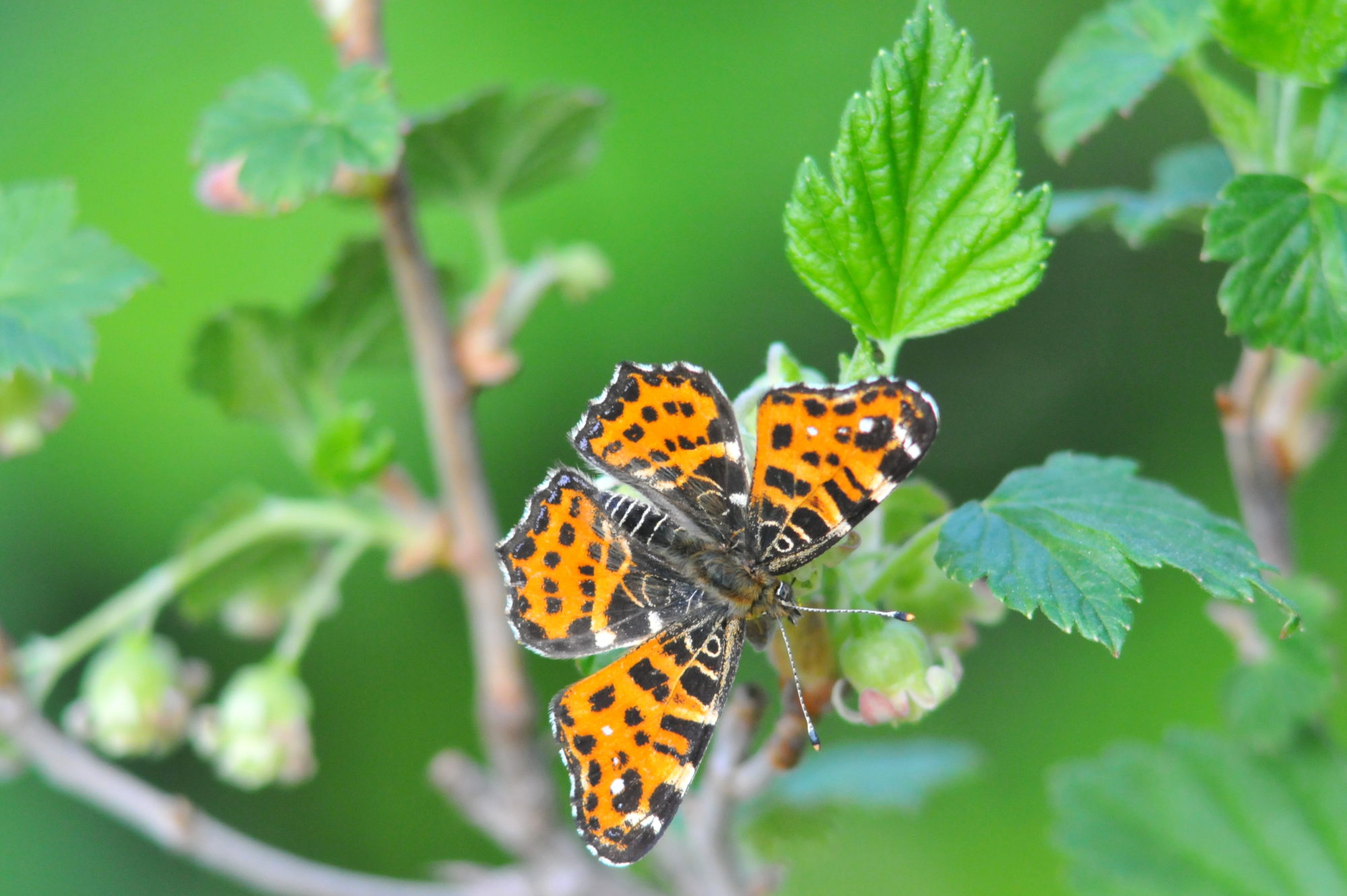Valokuvaaja: Kaarlo Asikainen