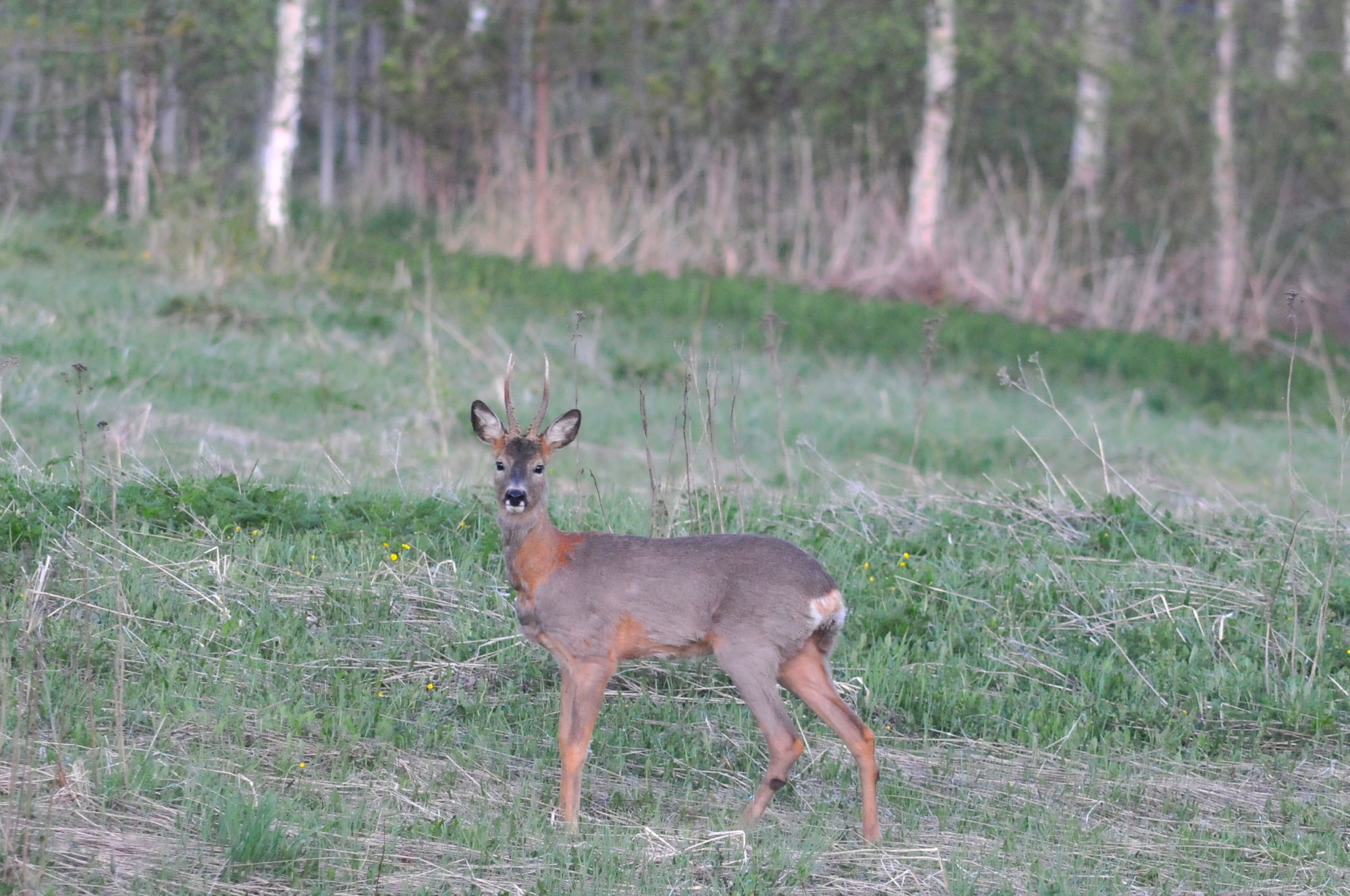 Valokuvaaja: Kaarlo Asikainen
