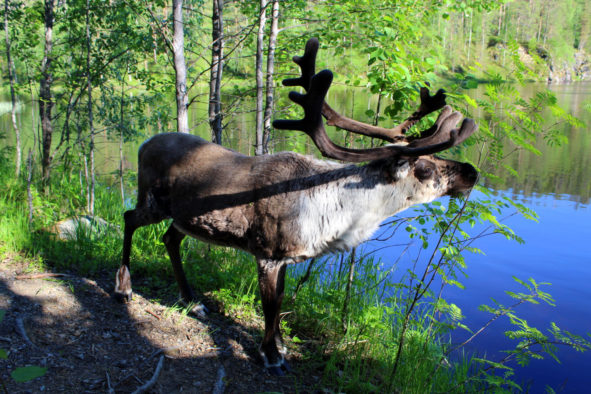 Valokuvaaja: Paula Savelius