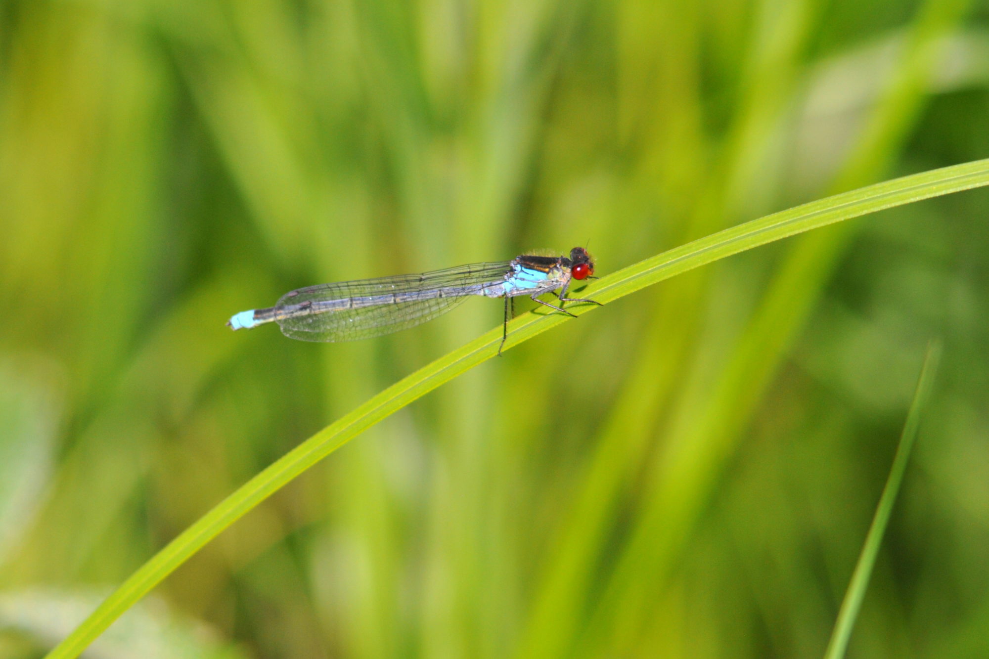 Valokuvaaja: Kaarlo Asikainen