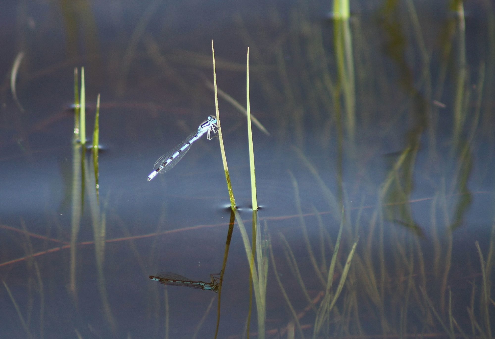 Valokuvaaja: Pirkko Siukonen