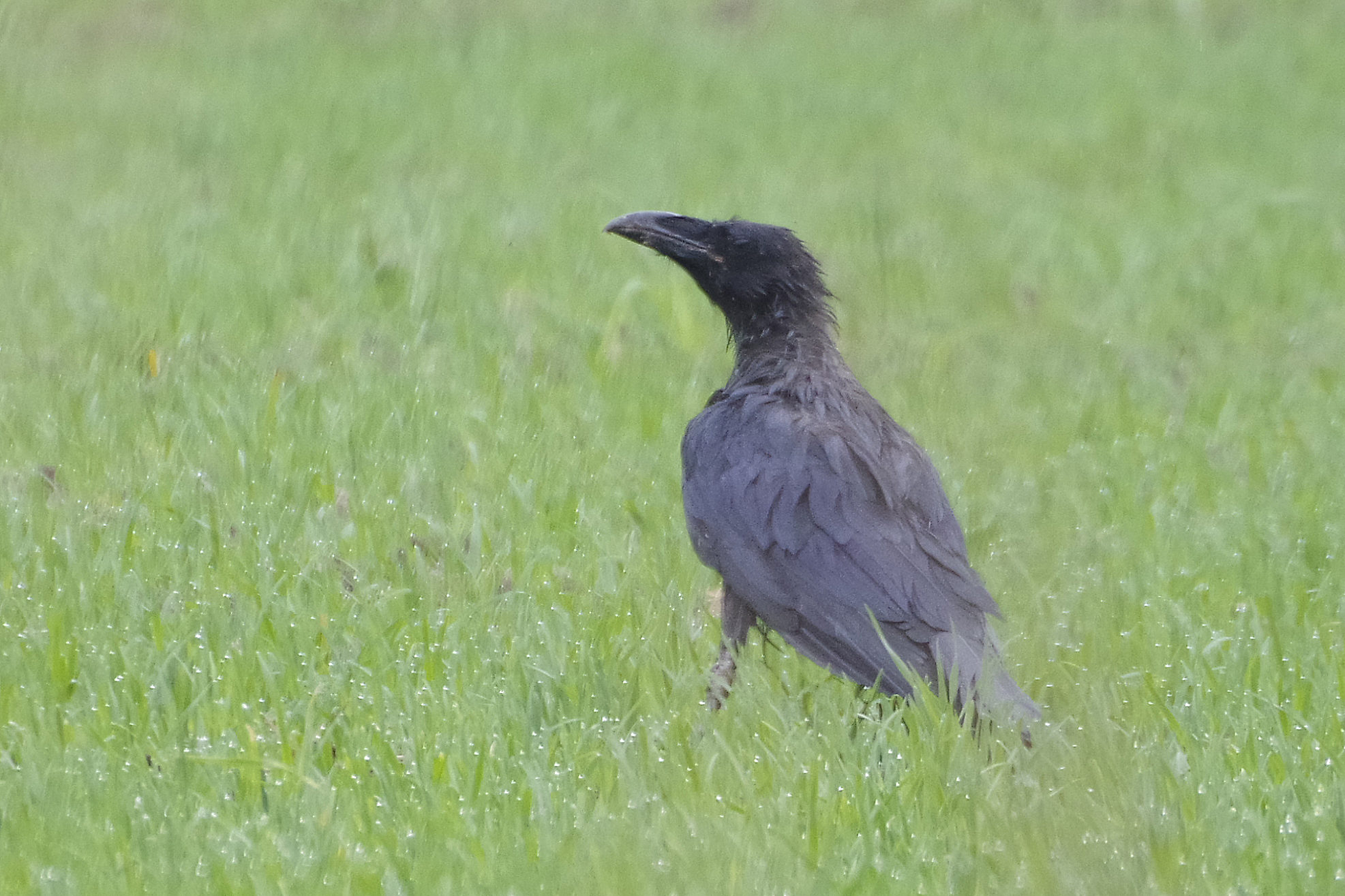 Valokuvaaja: Erkki Virtanen